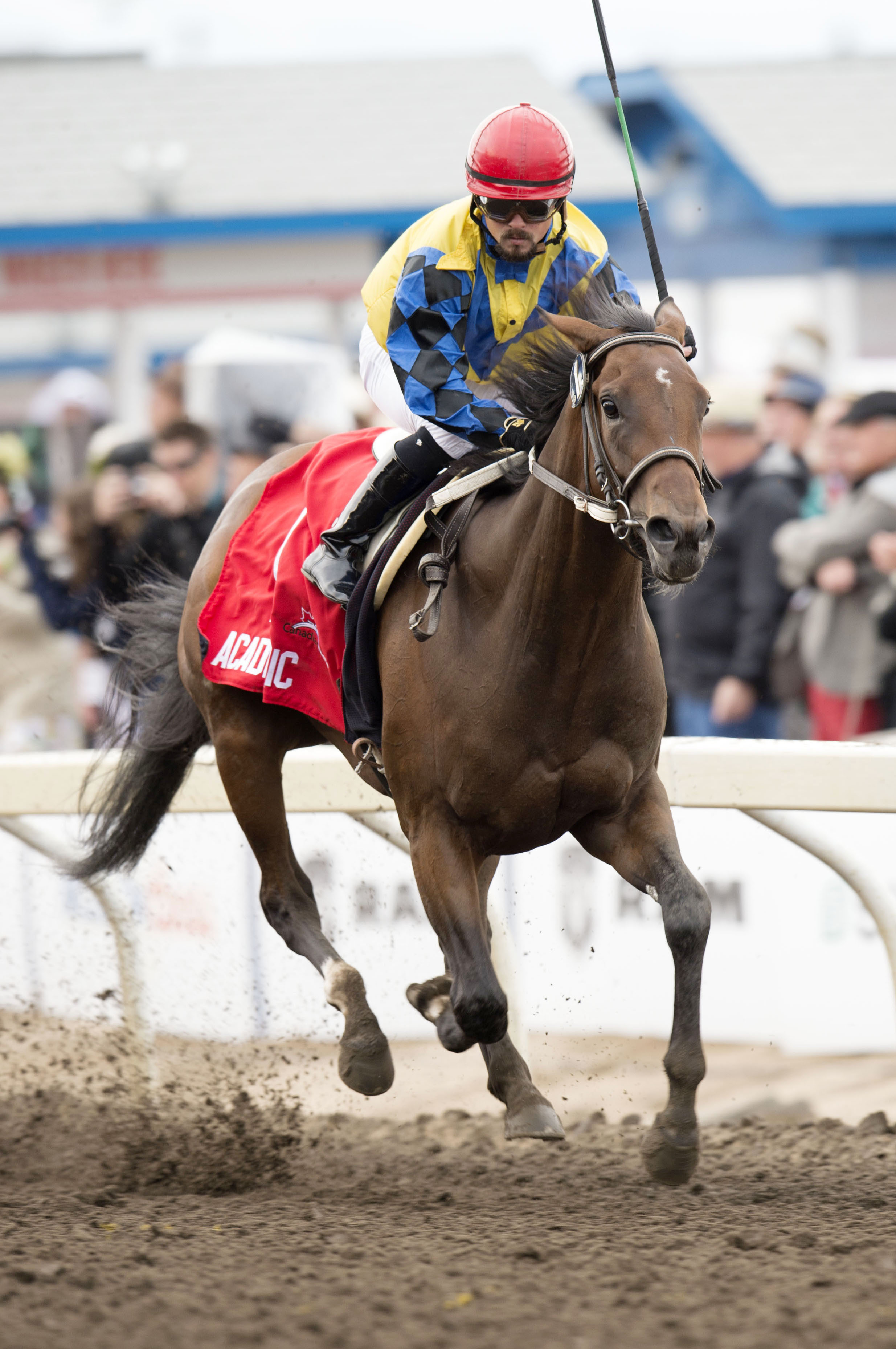 Academic wins the Canadian Derby