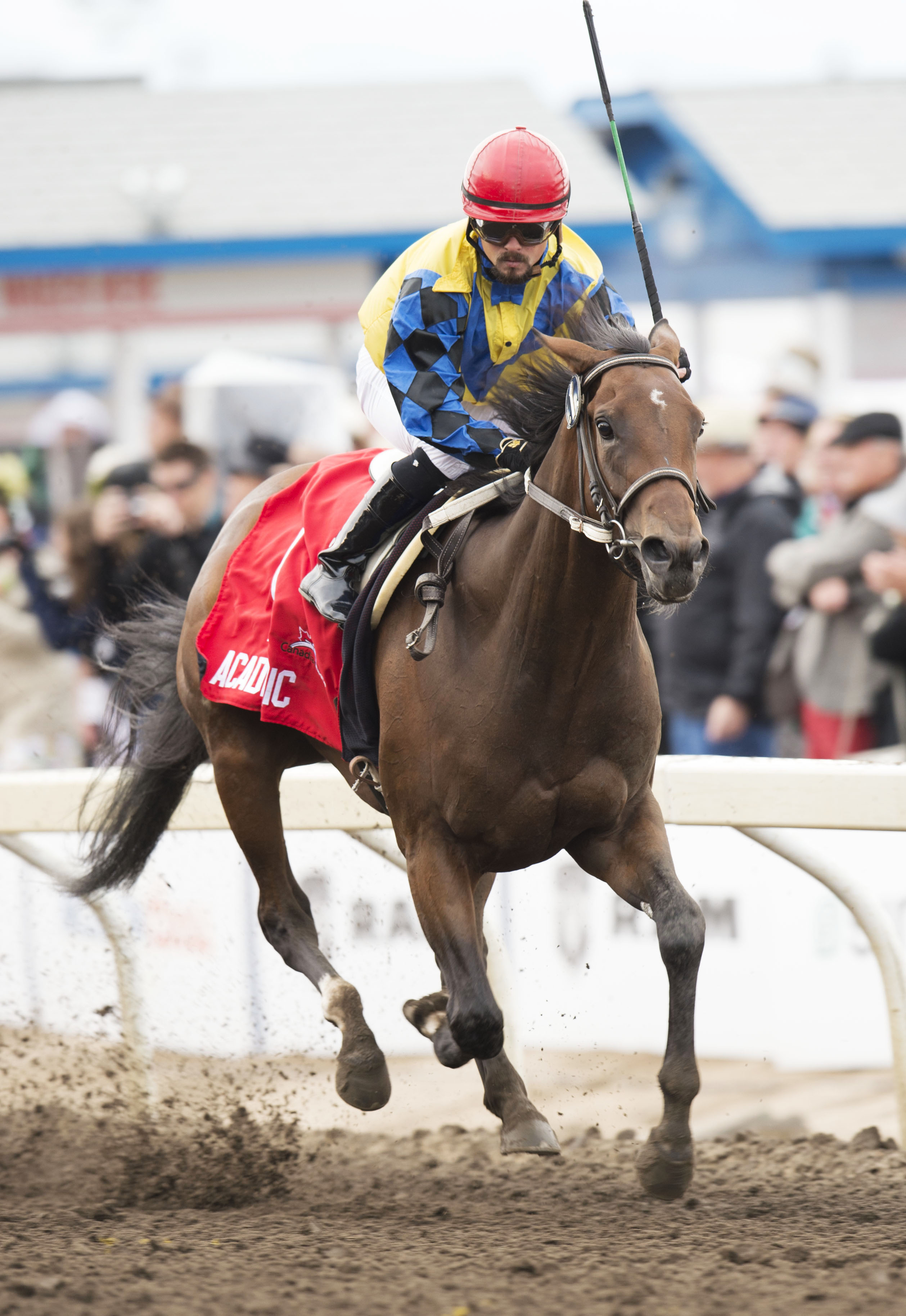 Academic wins the Canadian Derby