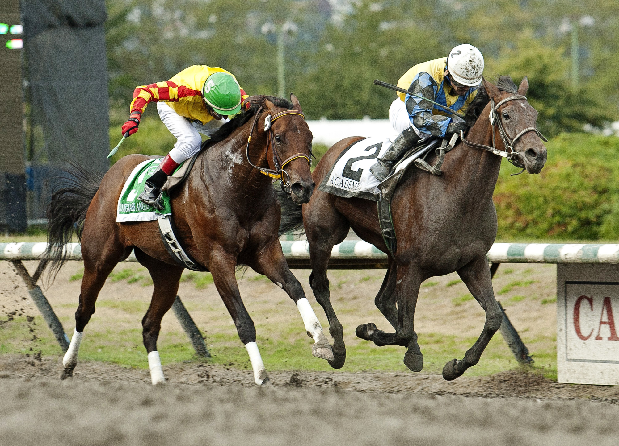 Bluegrass Angus finishes second in the British Columbia Derby