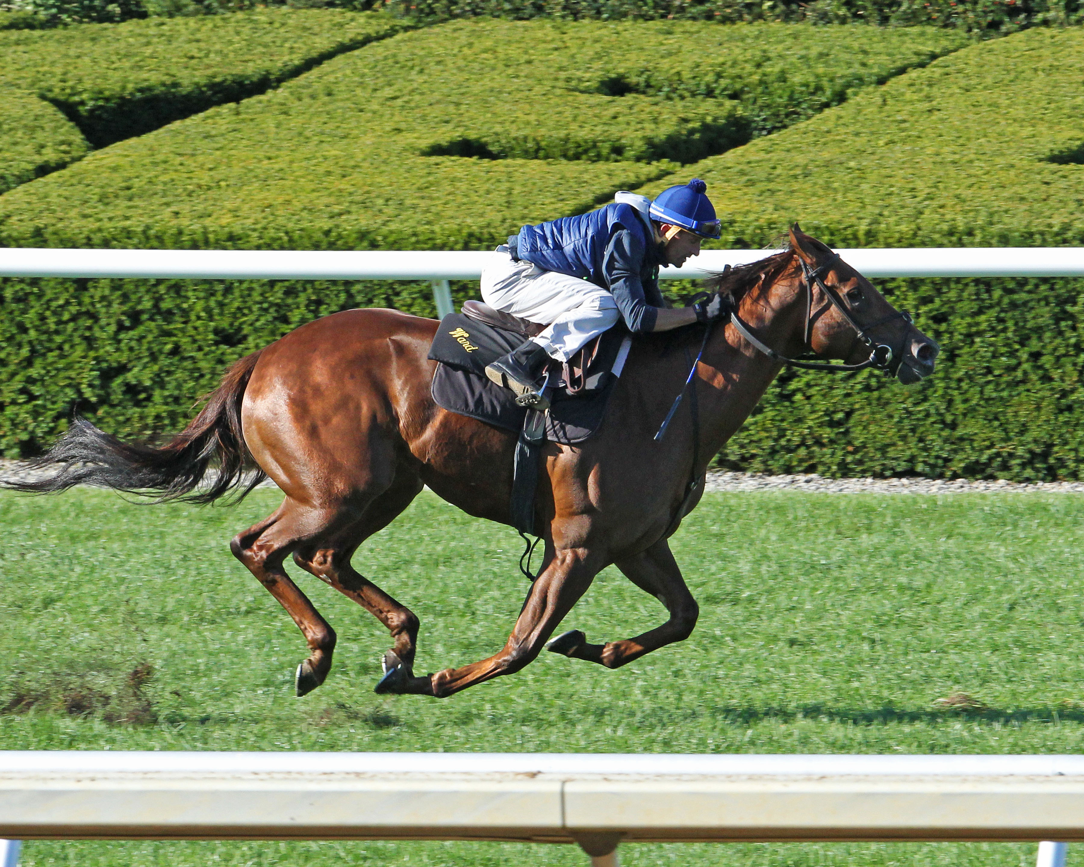 Acapulco trains at Keeneland on Oct. 9