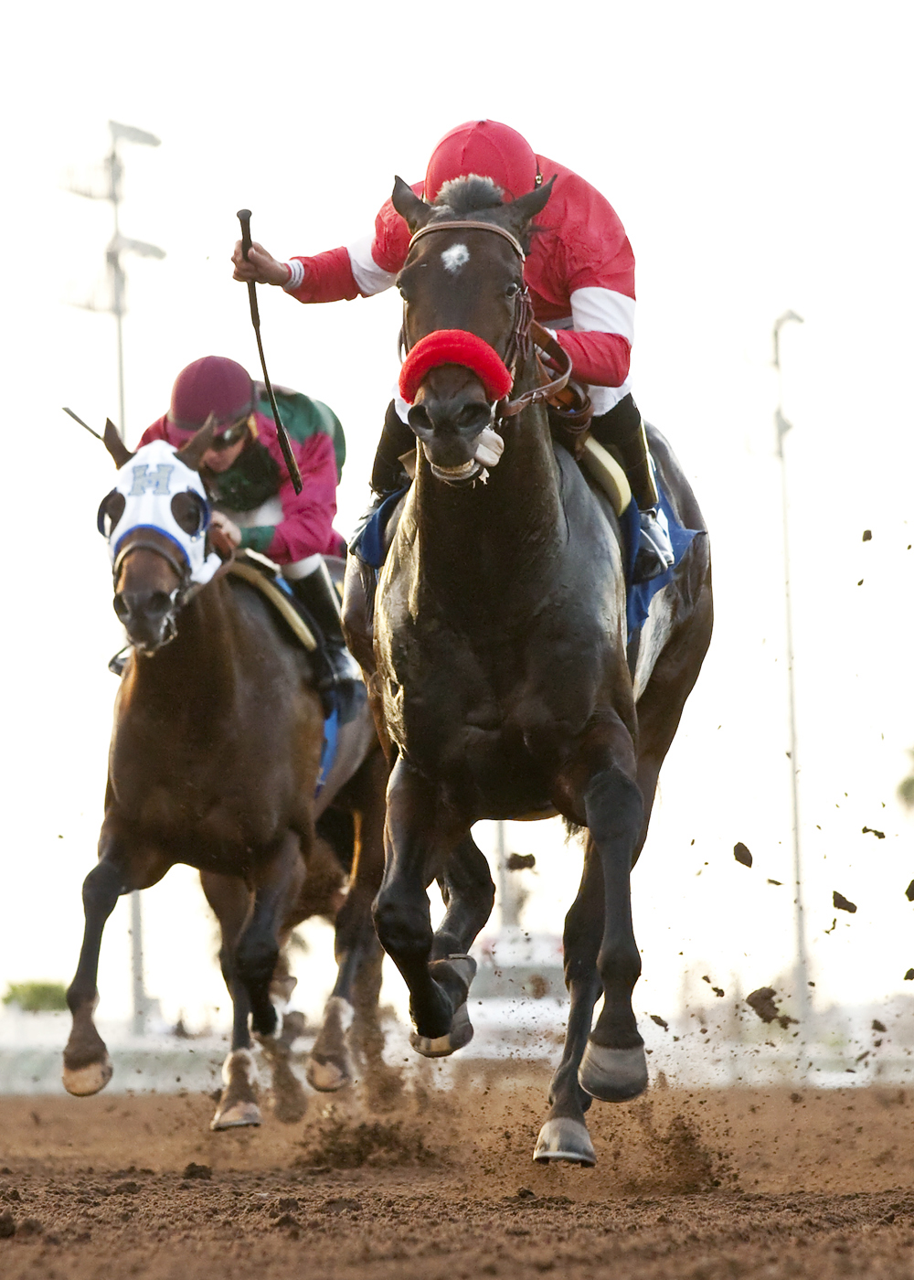 Acceptance wins the 2014 King Glorious Stakes