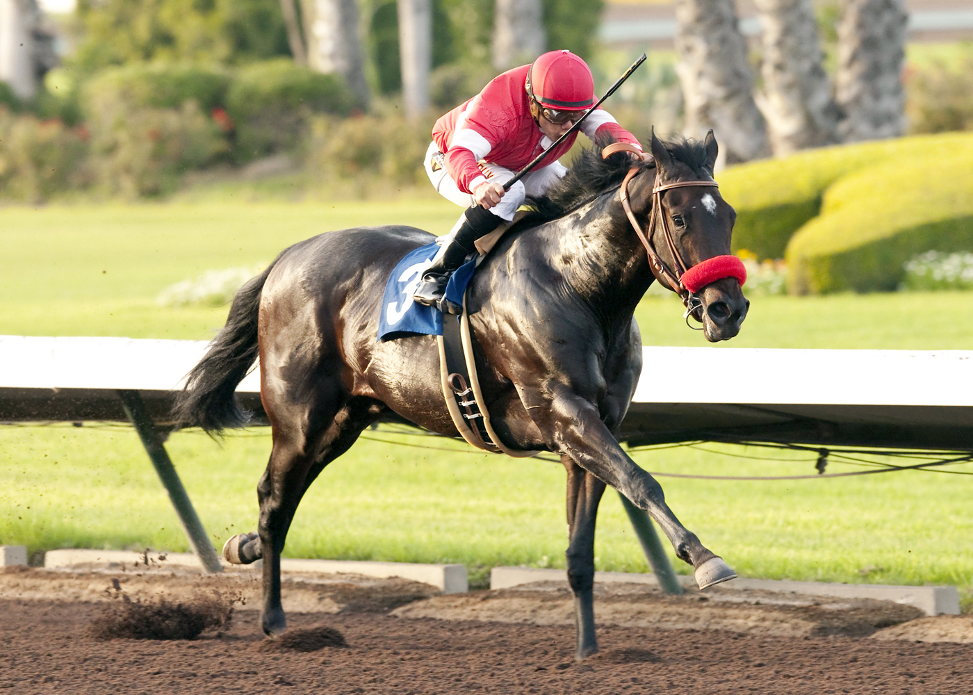 Acceptance wins the King Glorious