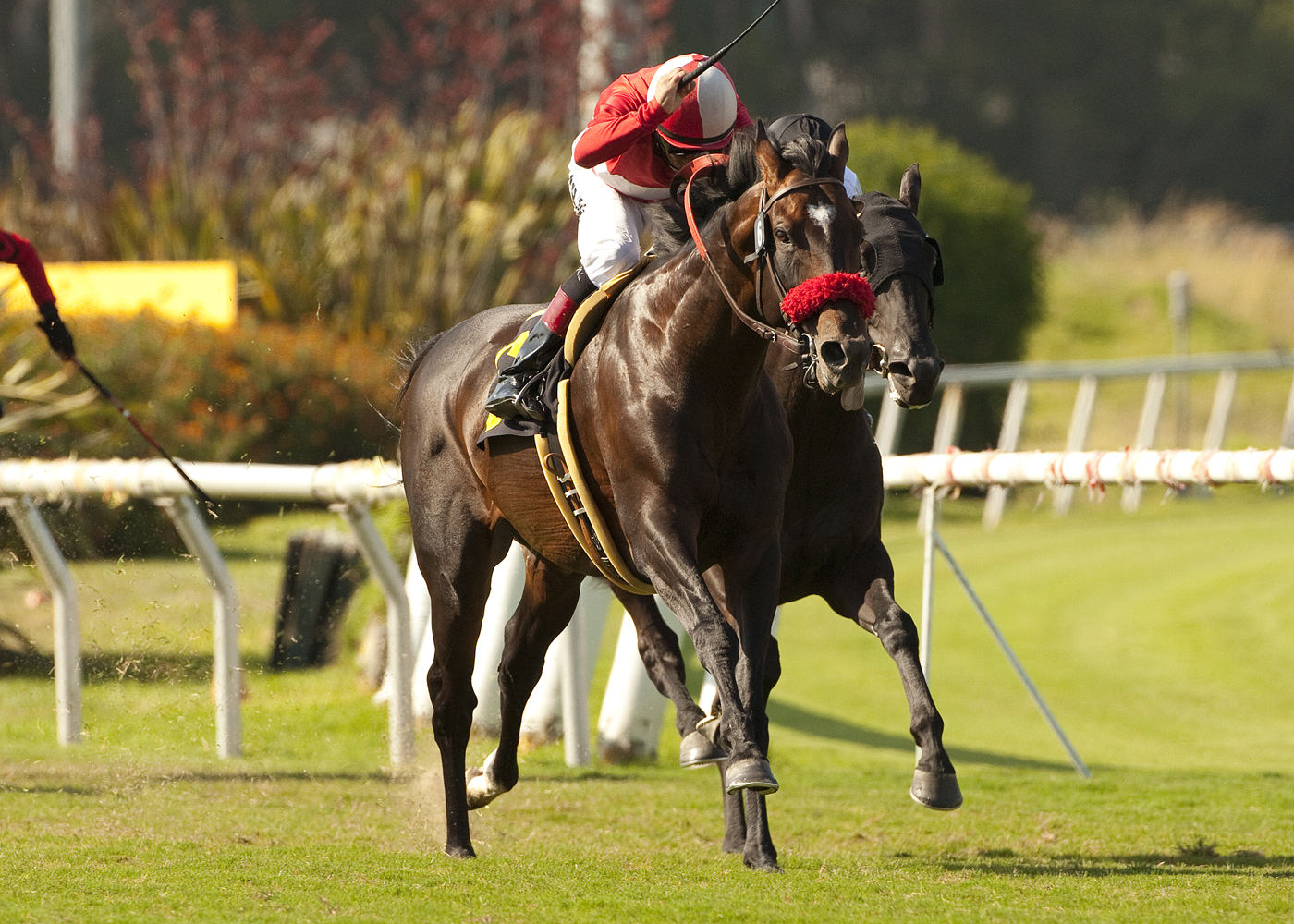 Acclamation/Whittingham 2012