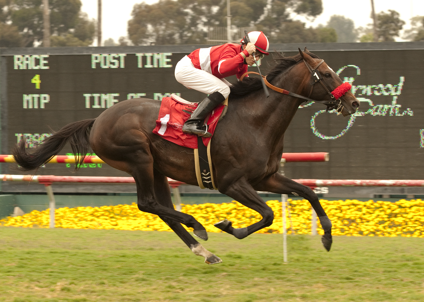 Acclamation/Whittingham