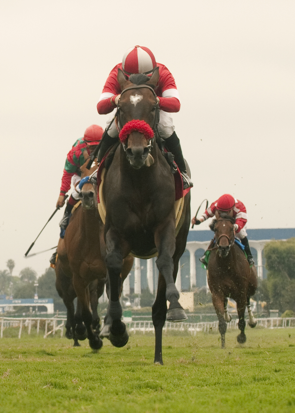 Acclamation/Whittingham