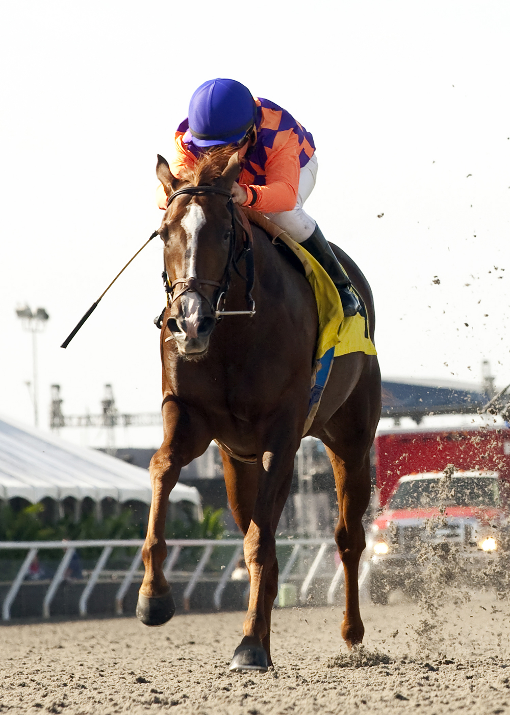 Achiever's Legacy wins 2014 Desi Arnaz