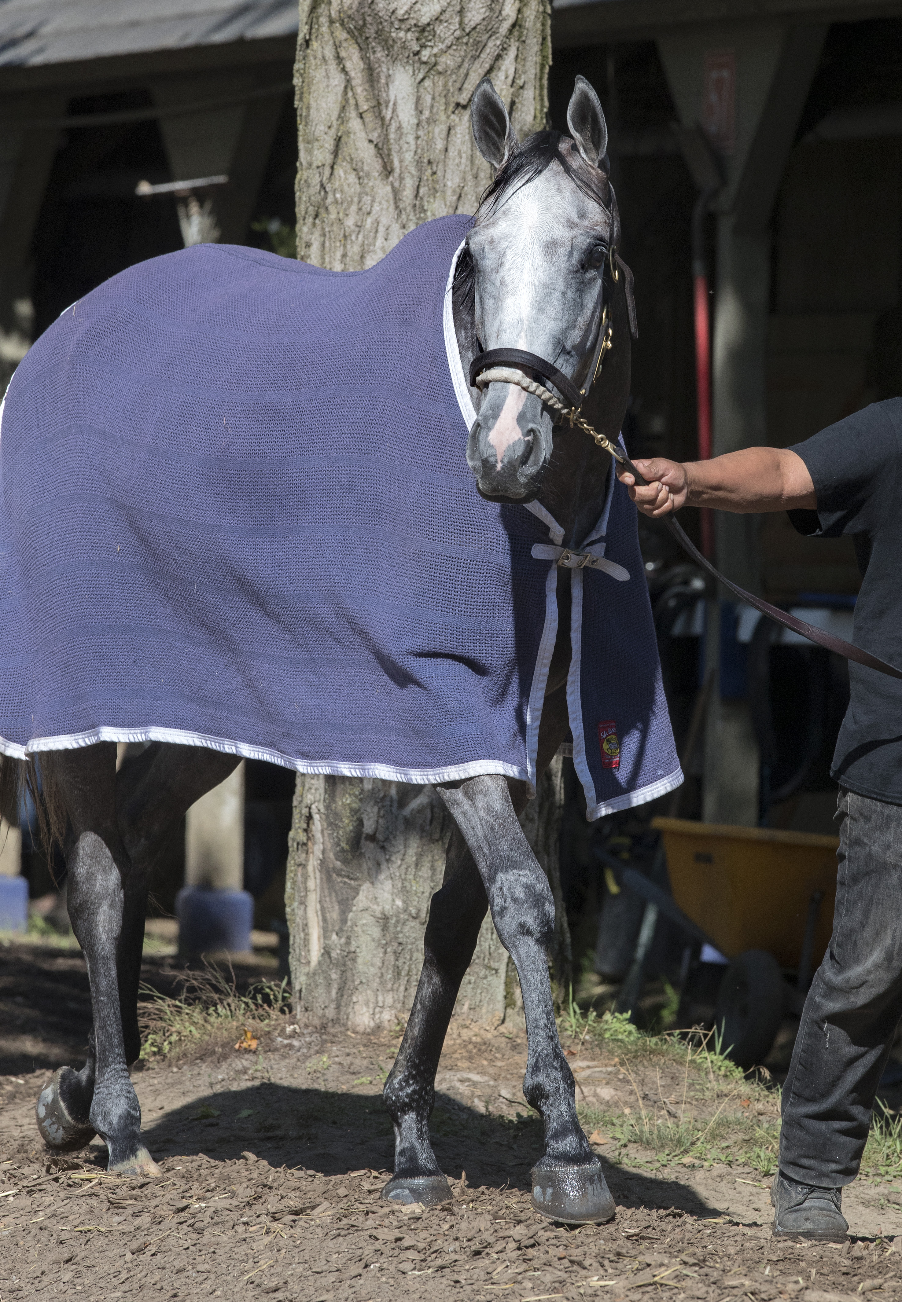 Actress at Saratoga on Aug. 17, 2017