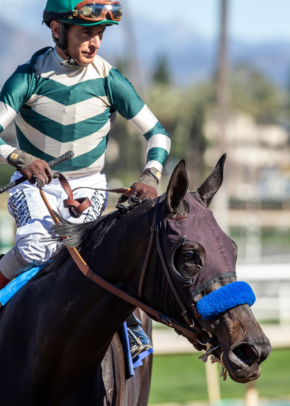 John Velazquez aboard Adare Manor at the La Virgenes Stakes at Santa Anita