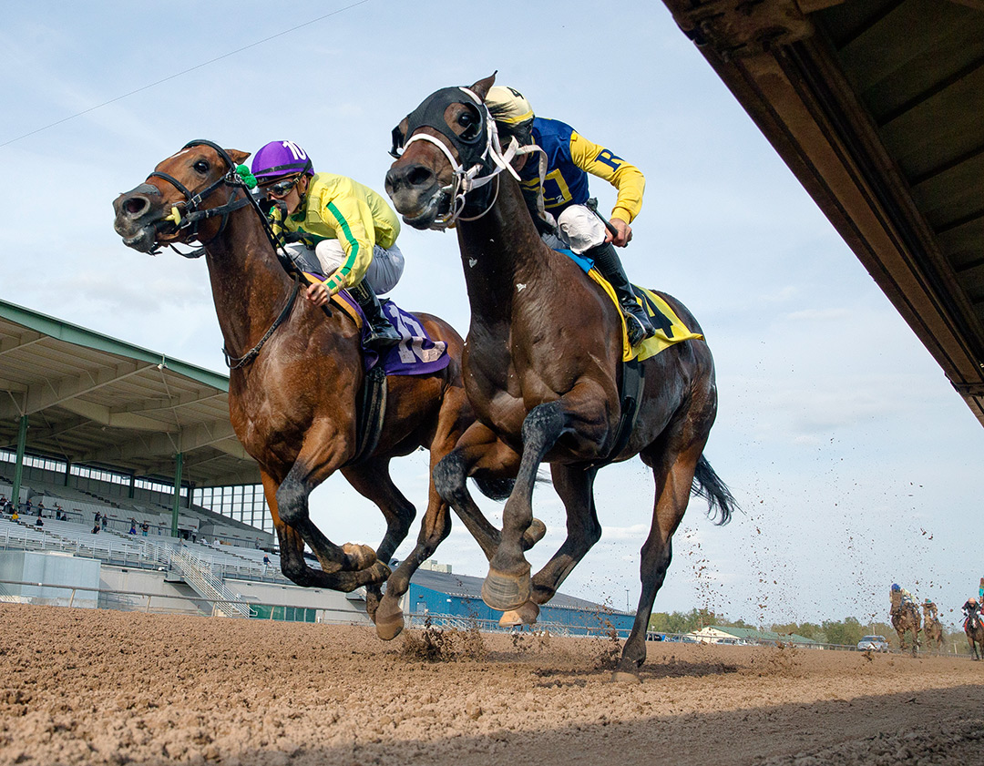 Adios Asher (4) wins the Aspirant Stakes at Finger Lakes Racetrack