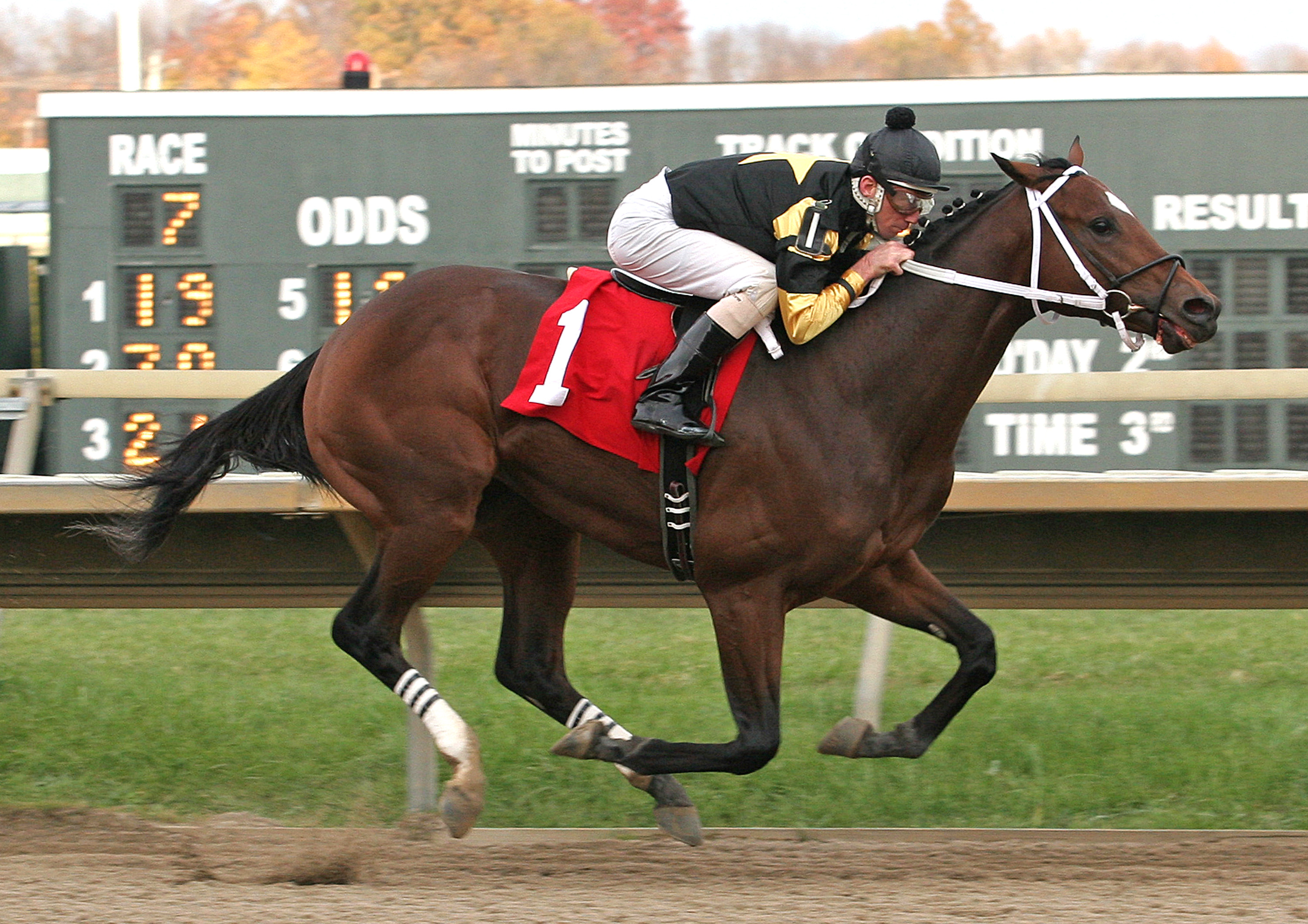 Adirondack King 11-13-2011
