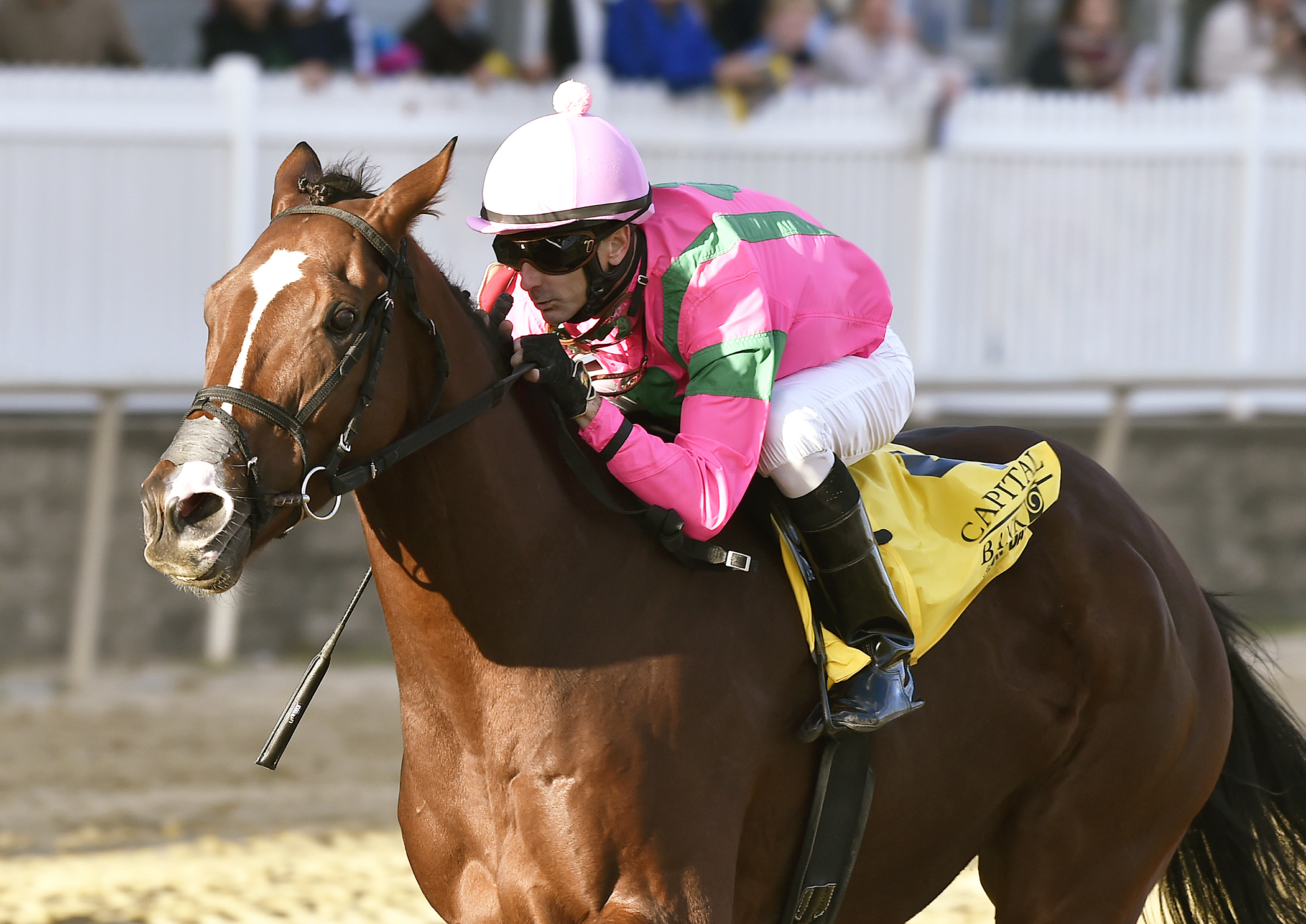 Admirals War Chest wins the 2016 Maryland Million Classic Stakes