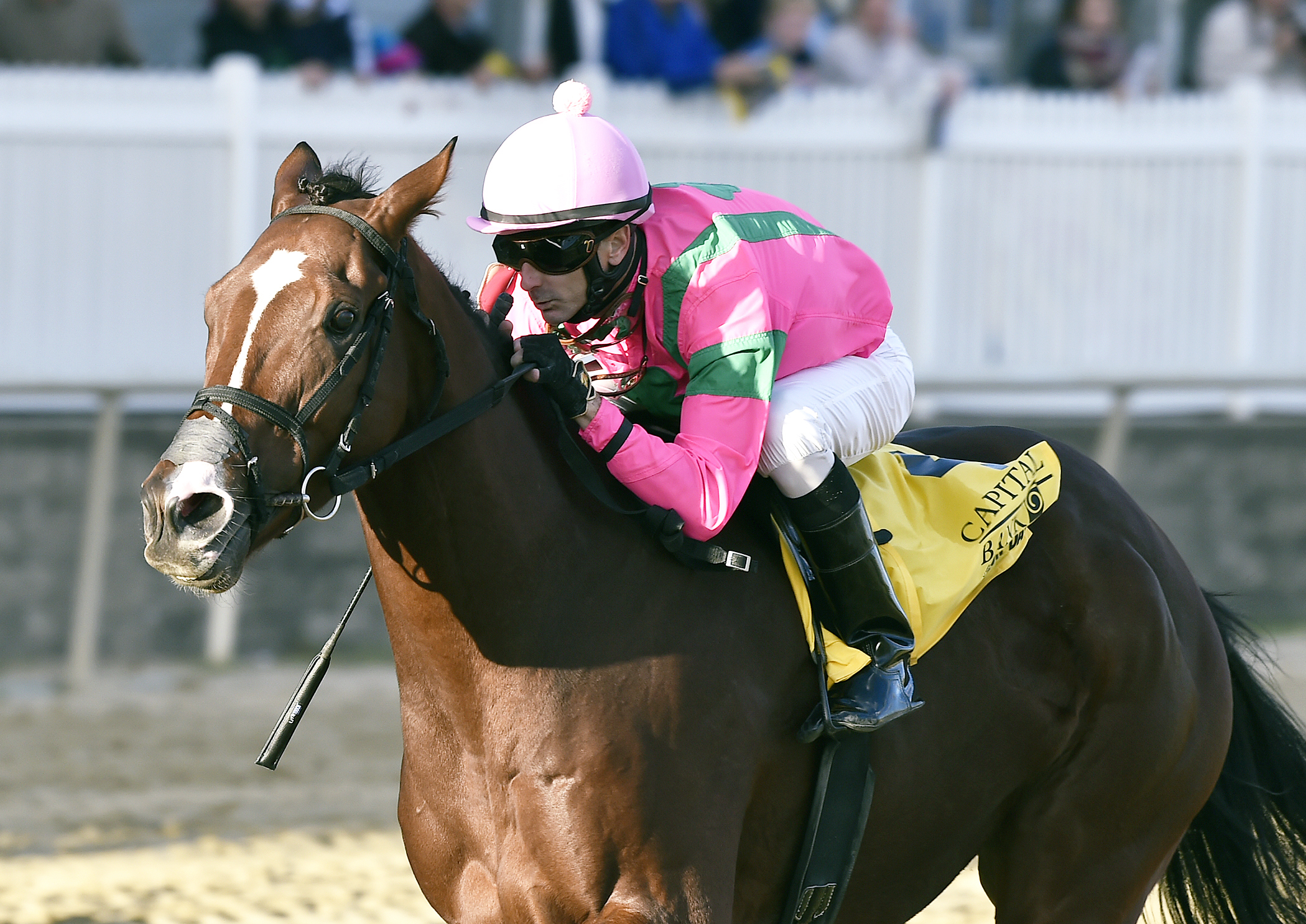 Admirals War Chest wins the 2016 Maryland Million Classic Stakes