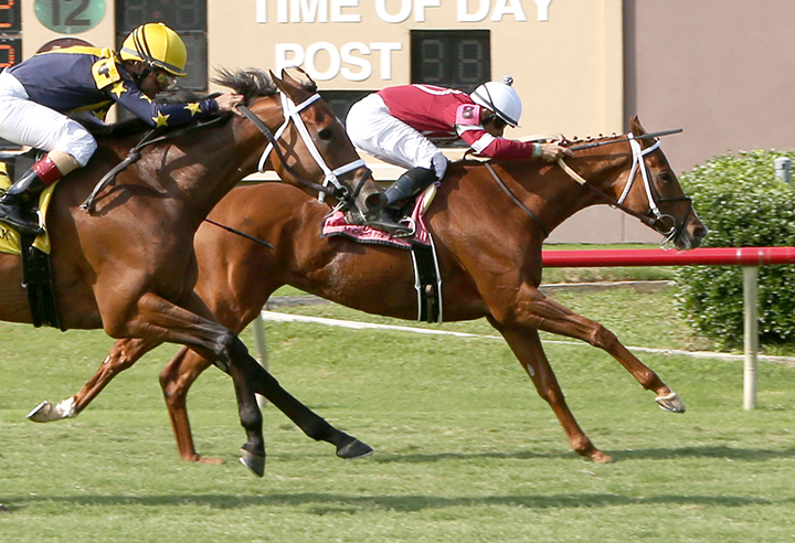 Adore wins the 2019 Lone Star Park Turf