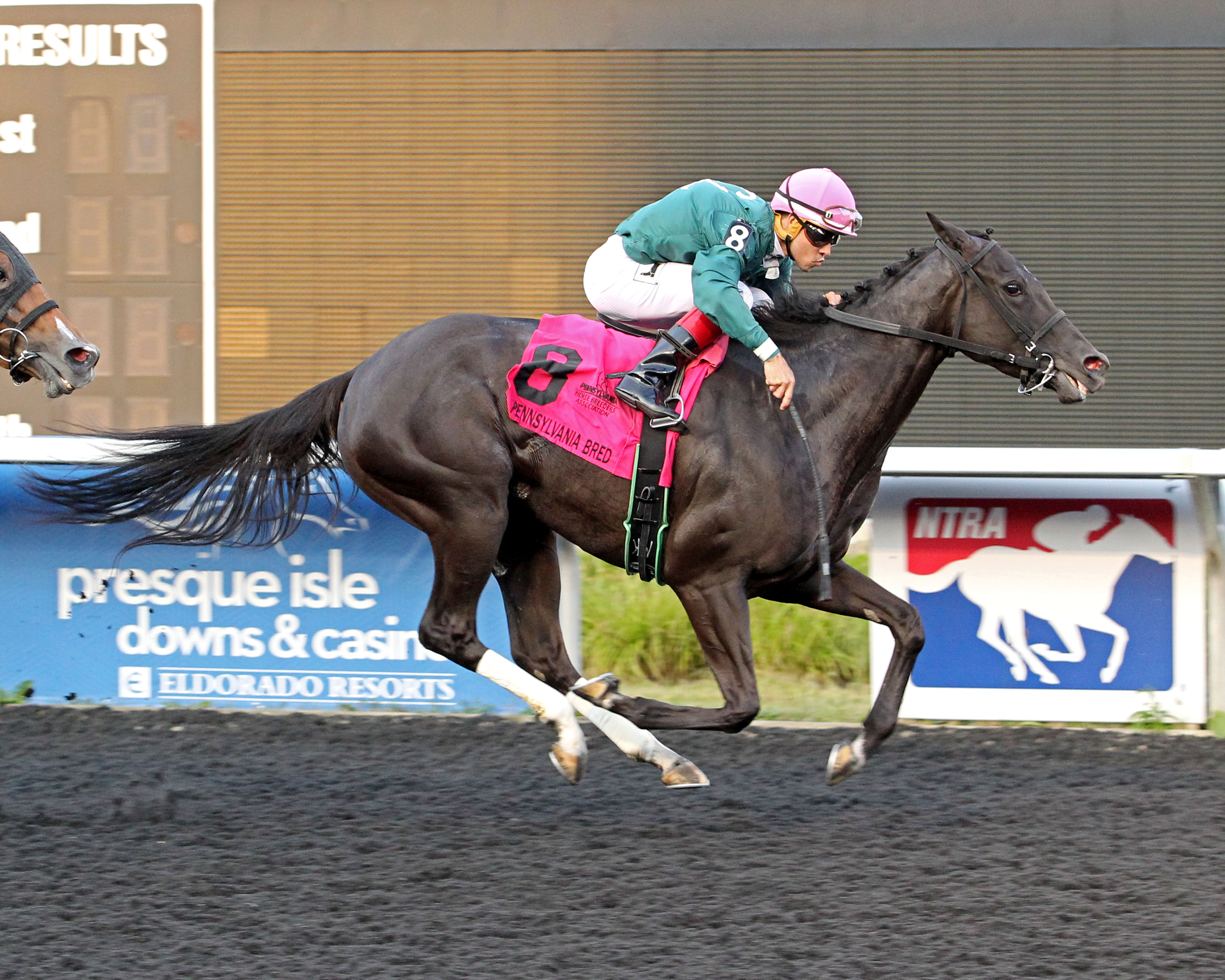 Advert wins the Malvern Rose Stakes at Presque Isle Downs 8.6.17_CO