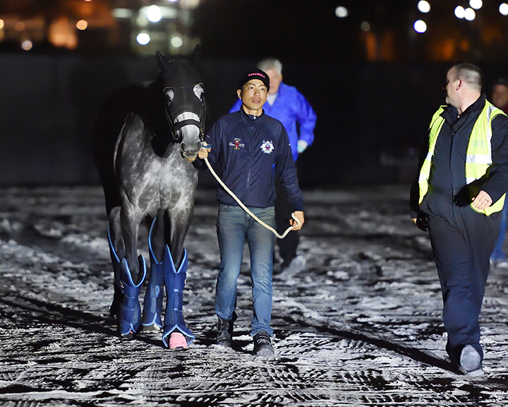 Aerolithe arrives at Gulfstream for the 2019 Pegasus Turf