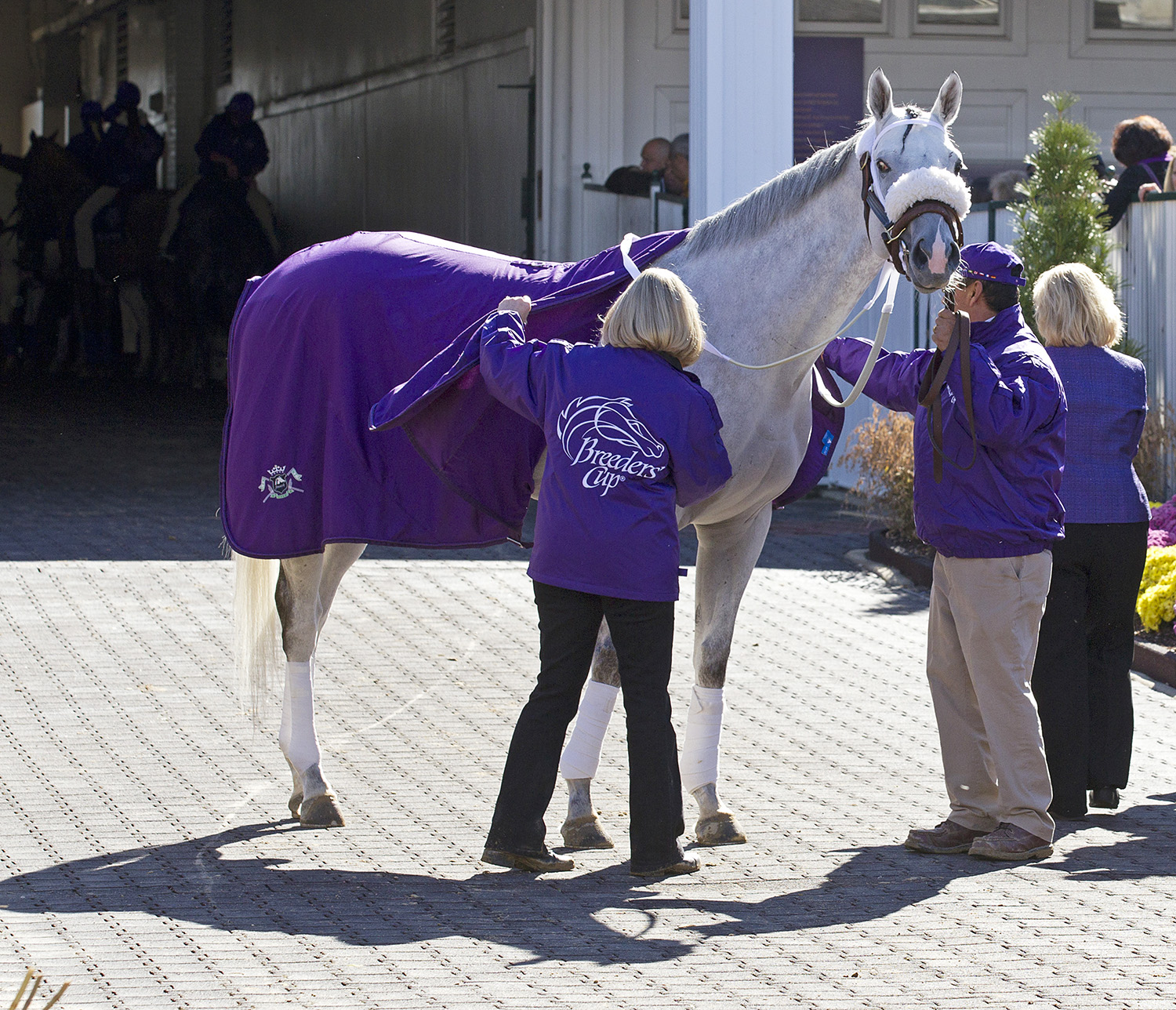 Afleet Again at the 2011 Breeders Cup