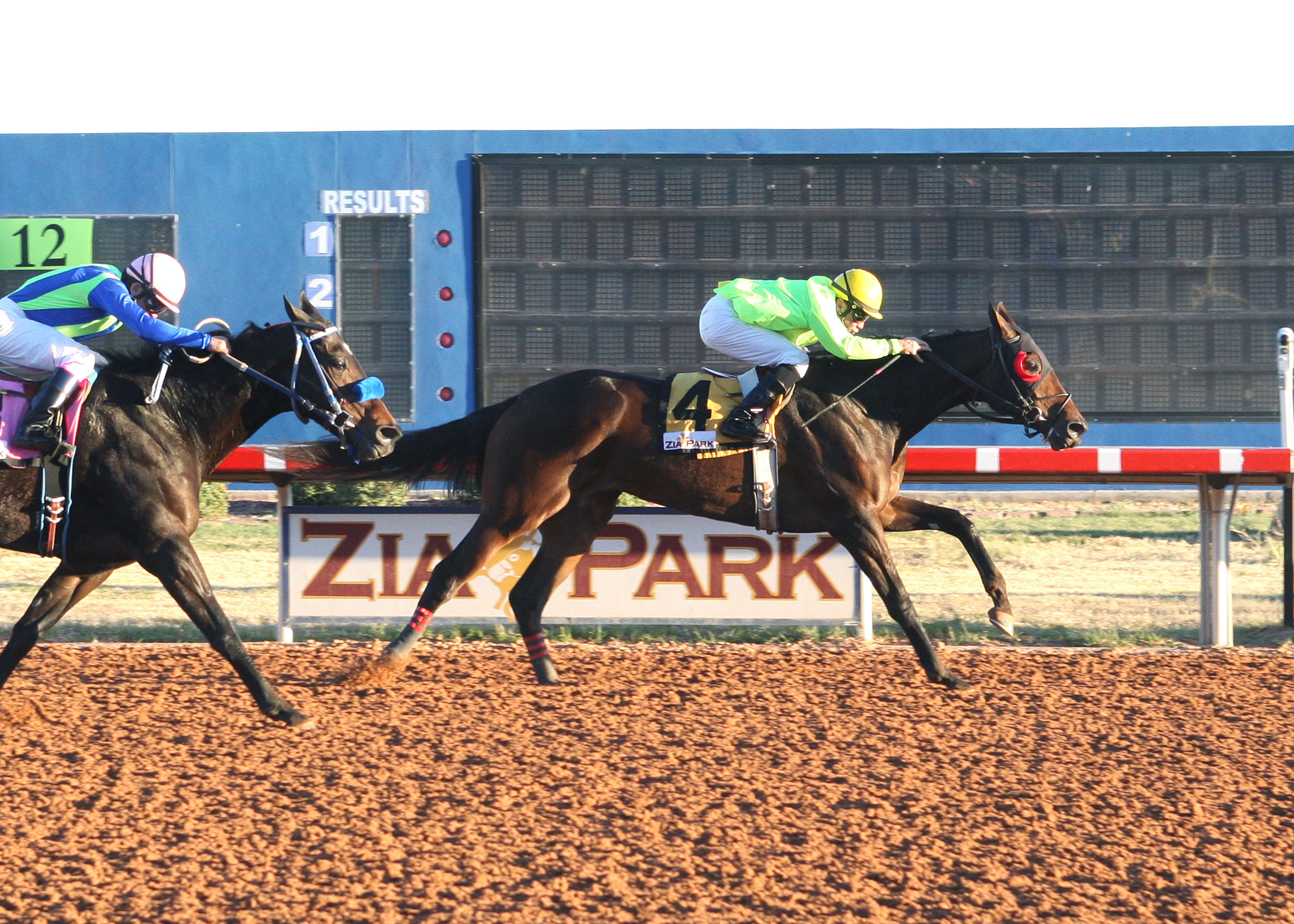 African Rose, Zia Park Distaff