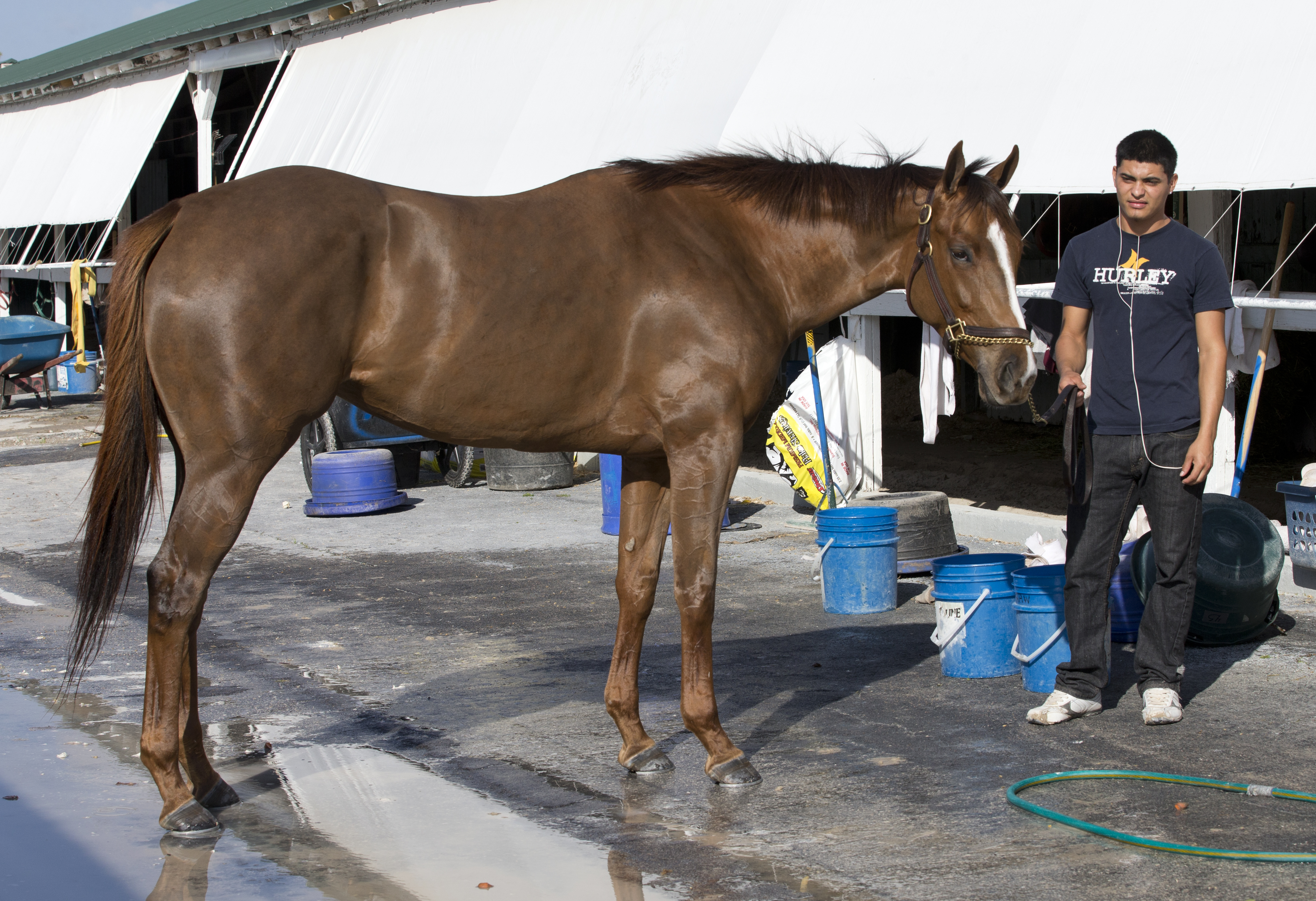 Agave Kiss retired, booked to Tapit
