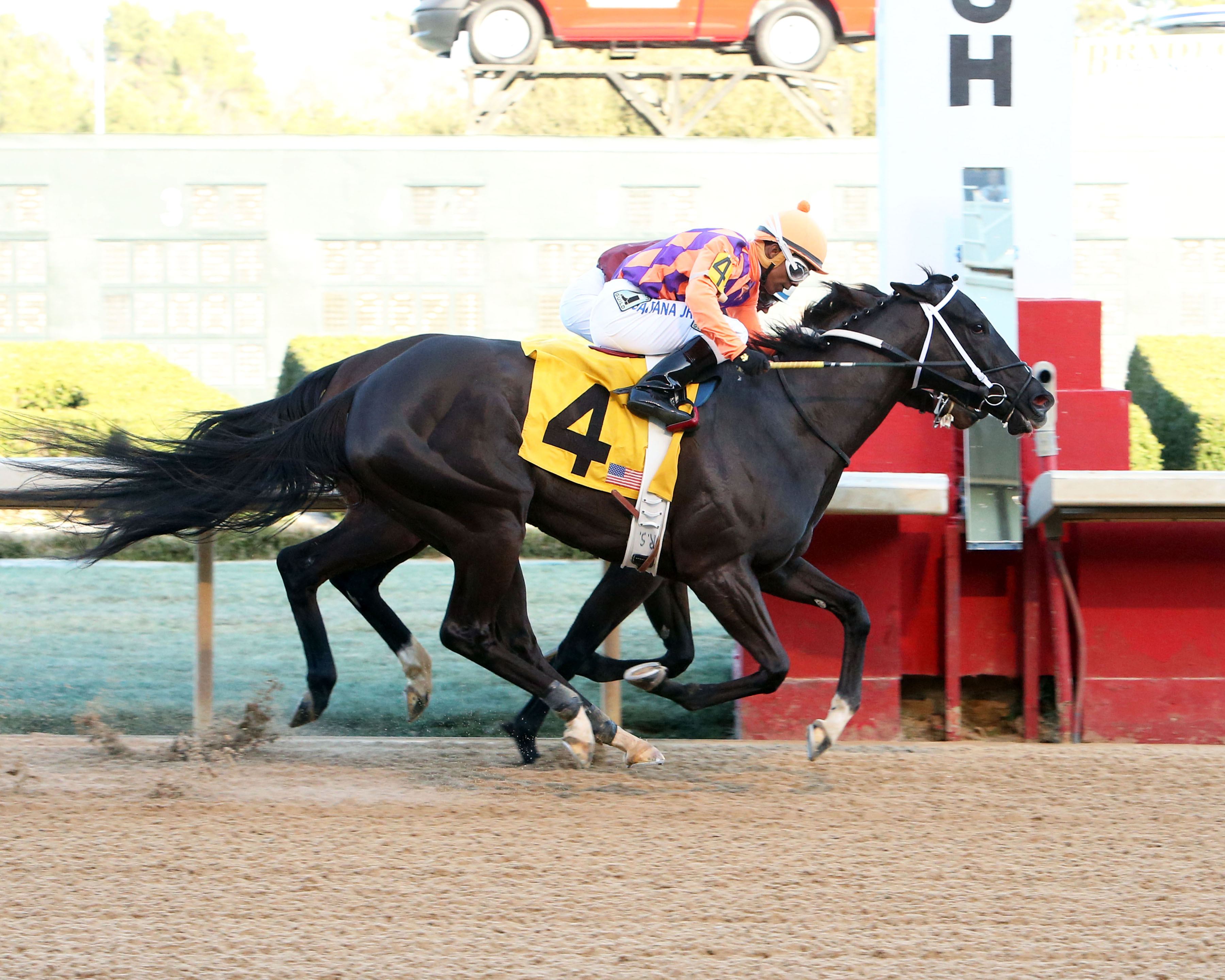 Aireofdistinction wins the Spring Fever Stakes