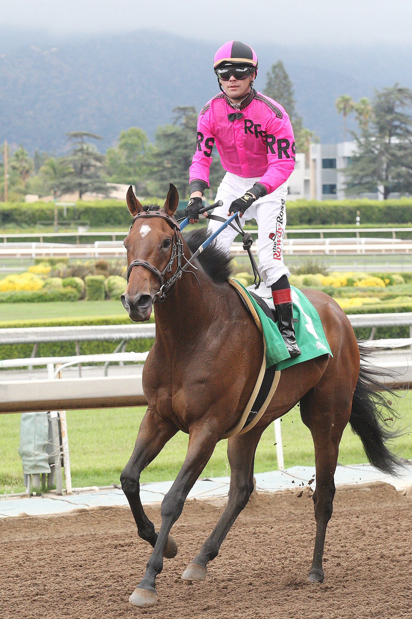 Alert Bay at the 2016 Crystal Water Stakes at Santa Anita