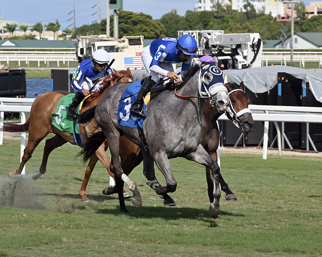 Alittleloveandluck wins the Ginger Brew Stakes at Gulfstream Park