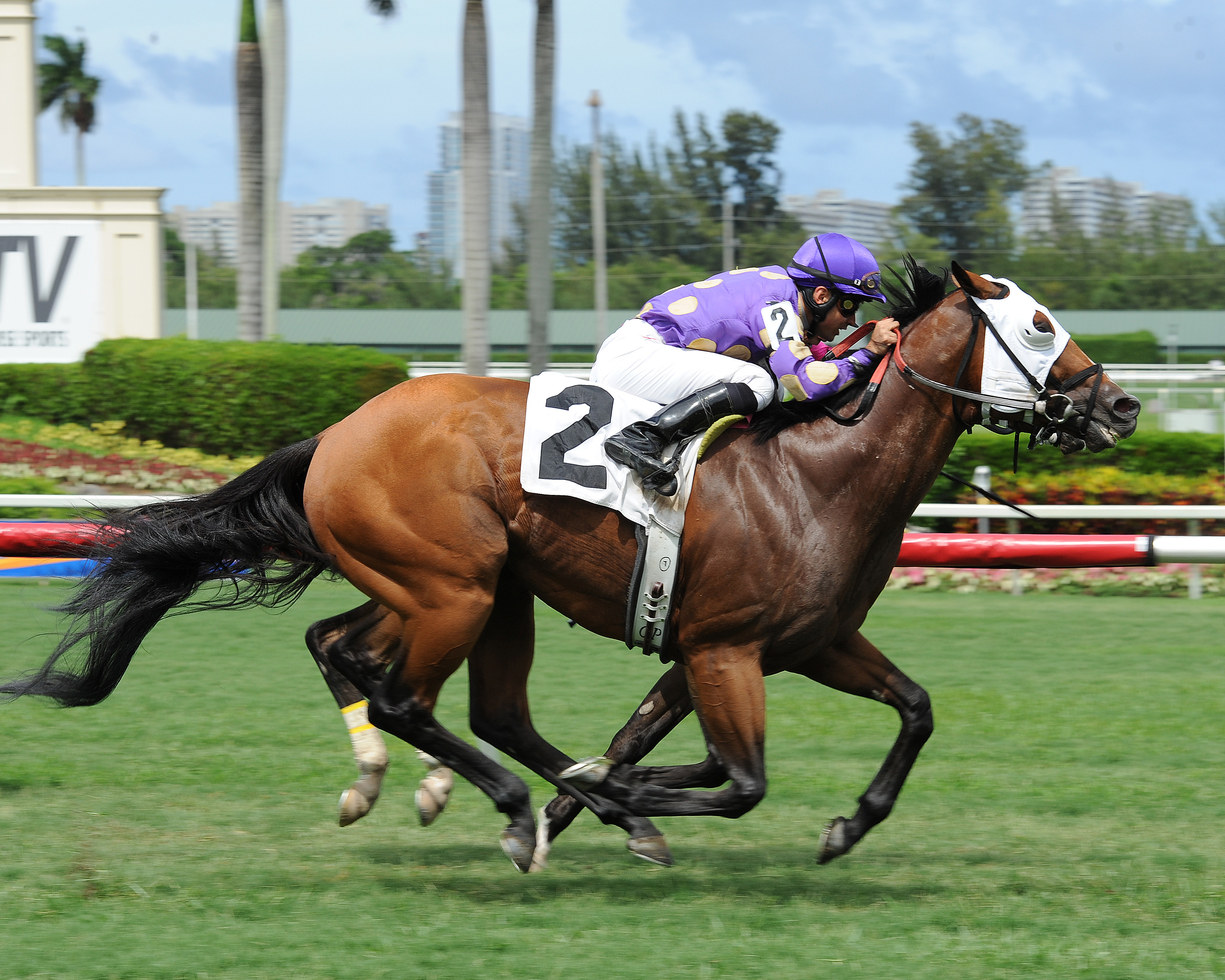 Alley Oop Oop, Armed Forces Stakes