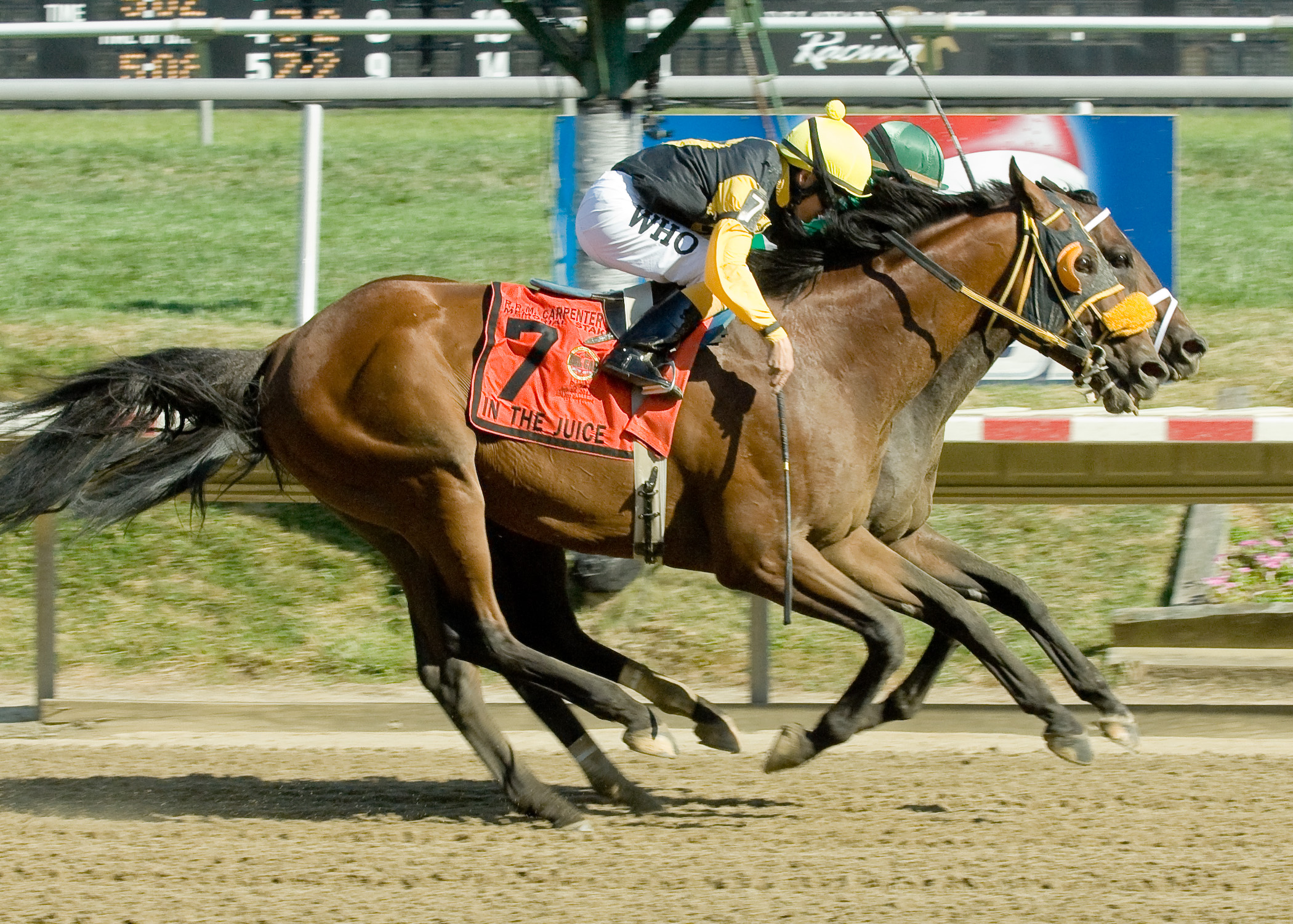 Alma d'Oro/Carpenter