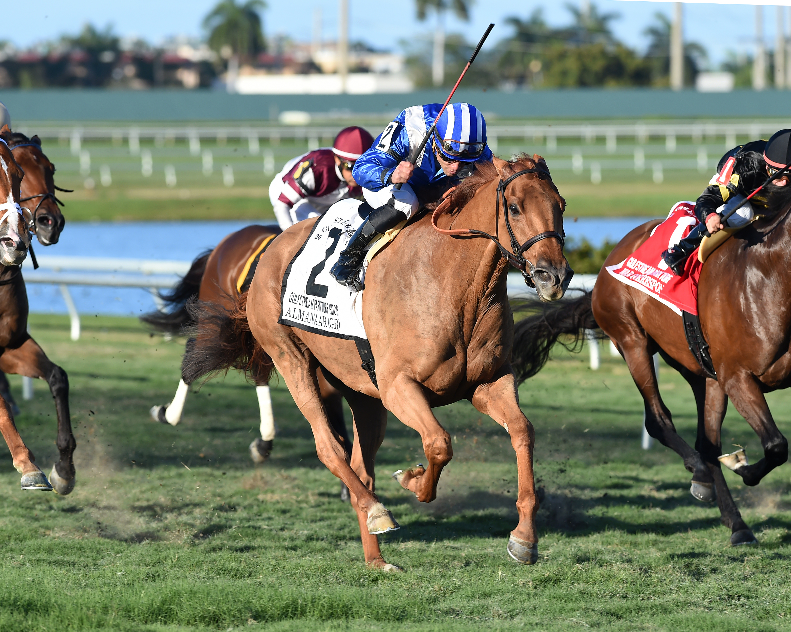 Almanaar wins the 2017 Gulfstream Park Turf Handicap