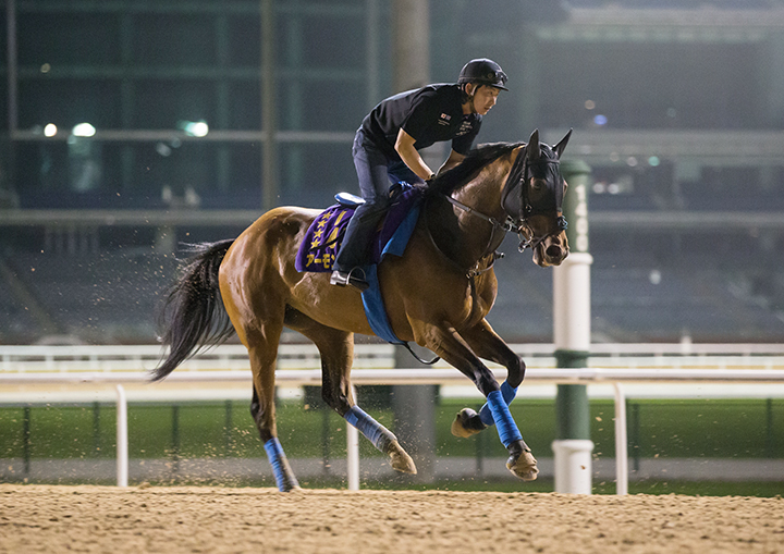 Almond Eye trains at Meydan Racecourse on March 23