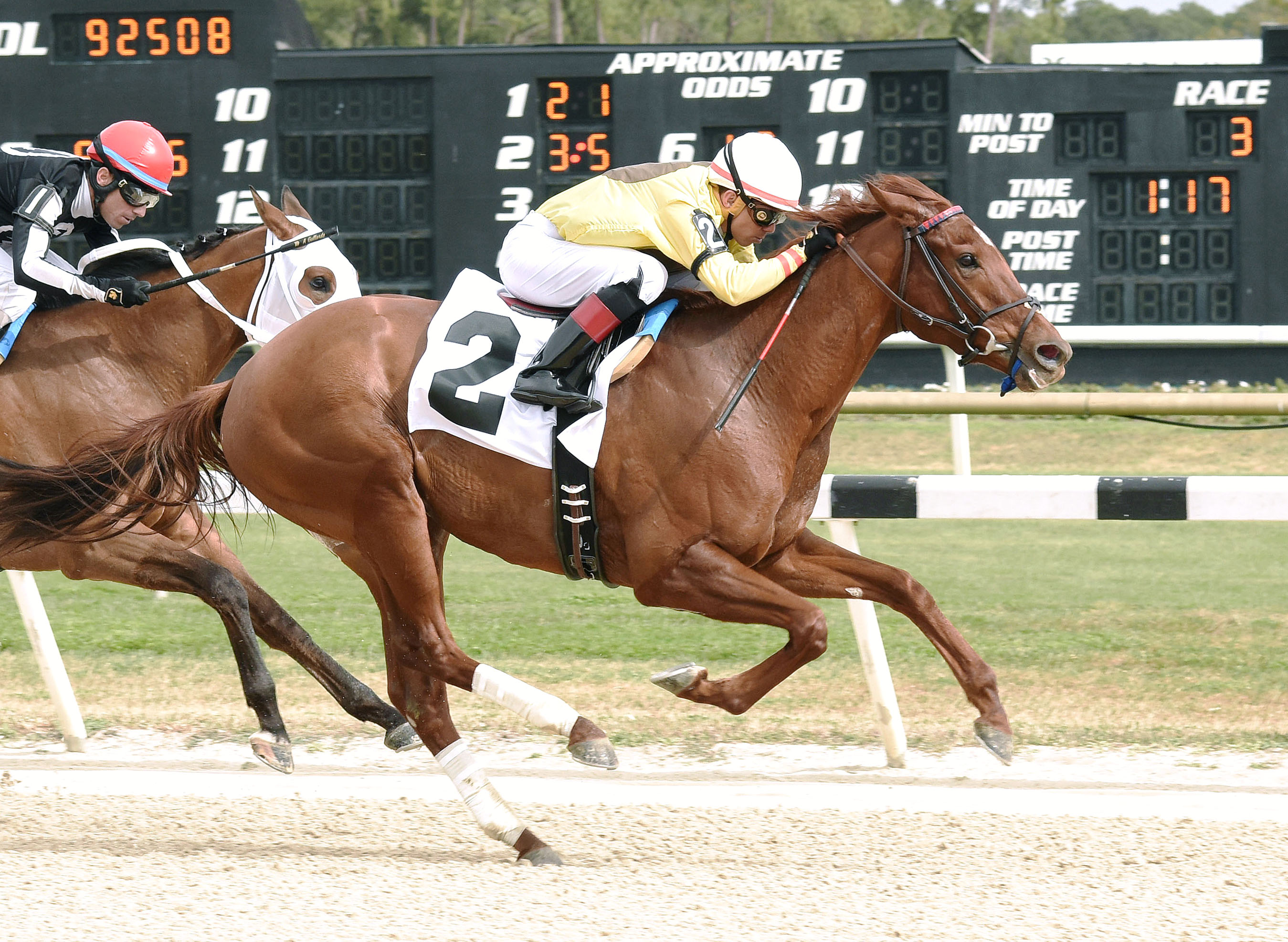 Almond Roca wins the 2018 Gasparilla Stakes