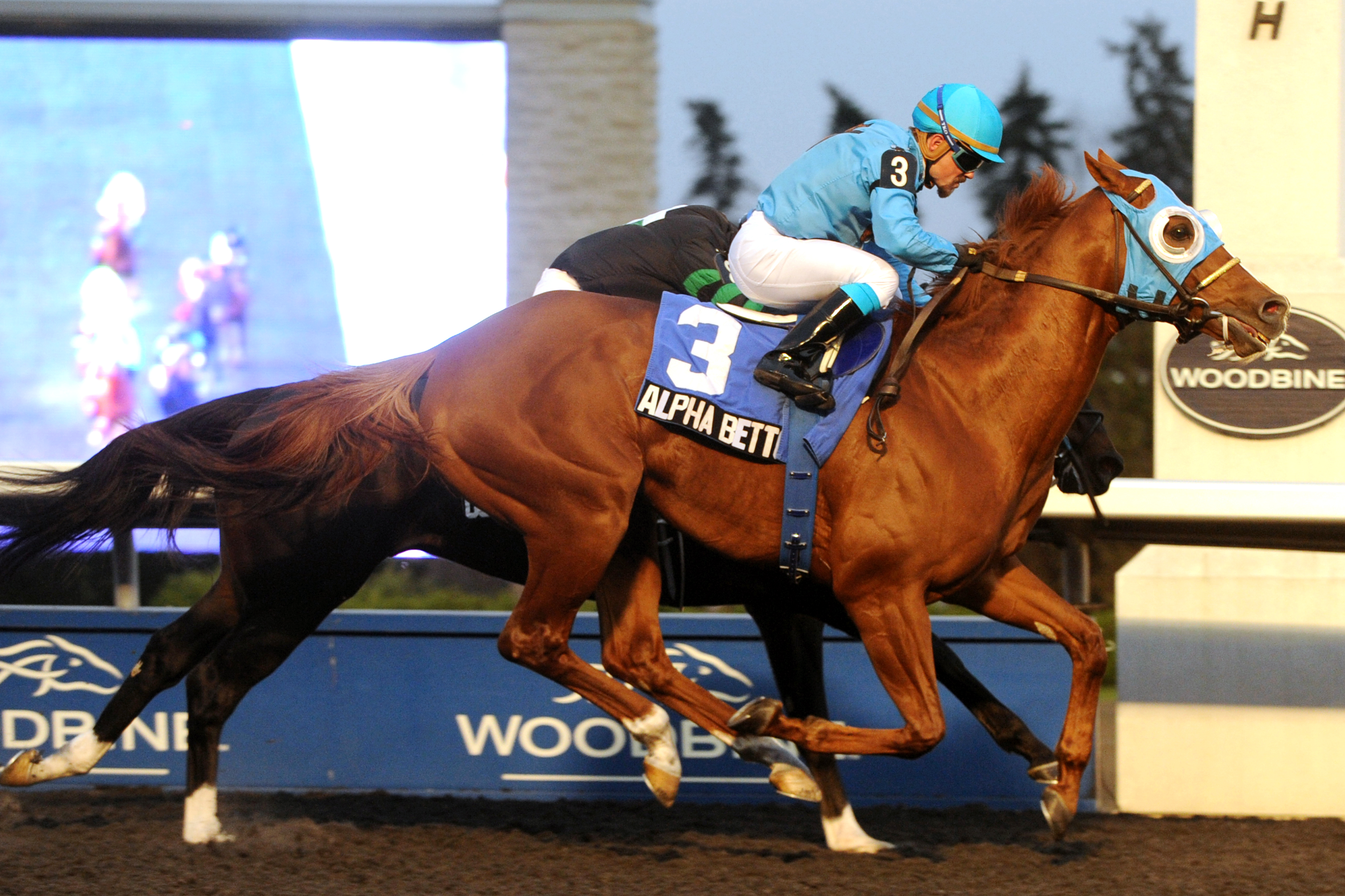 Alpha Bettor wins the 2013 Autumn Stakes