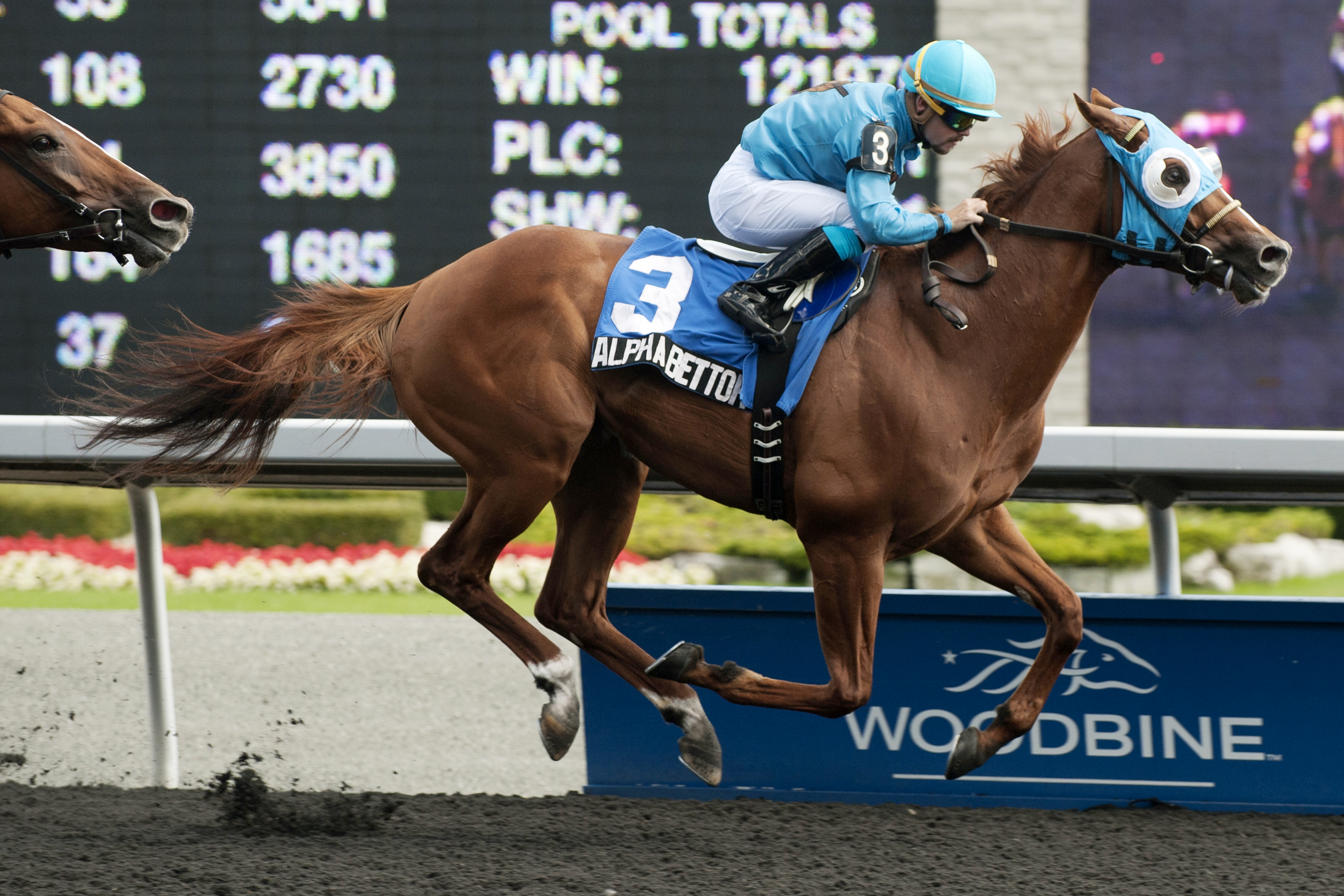 Alpha Bettor wins the 2013 Seagram Cup