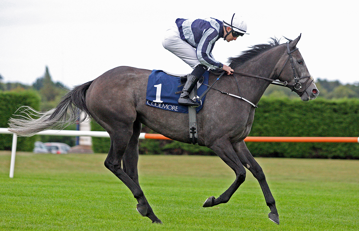 Alpha Centauri finishes second in the Matron Stakes