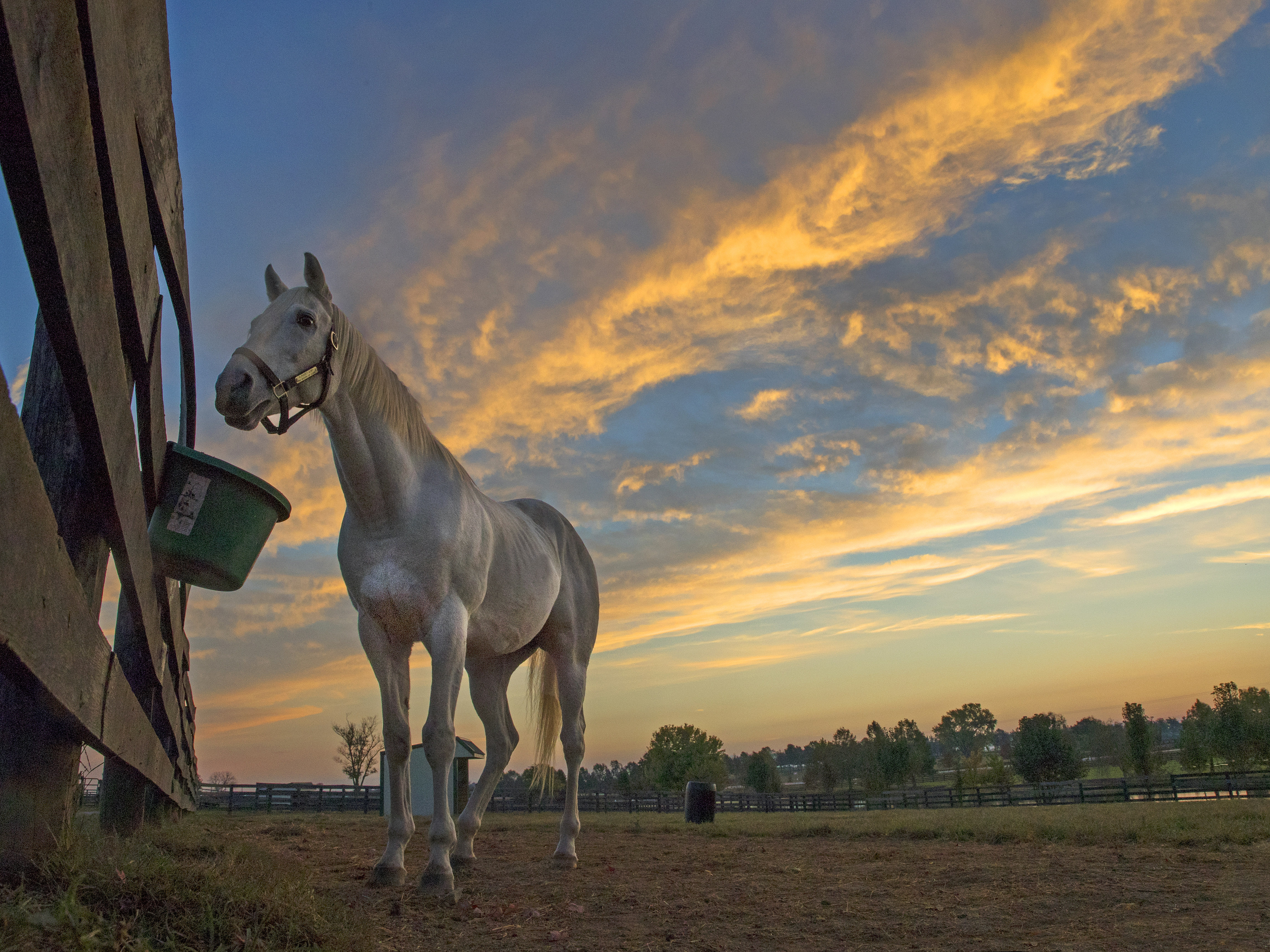 Alphabet Soup at Old Friends Farm in October 2016