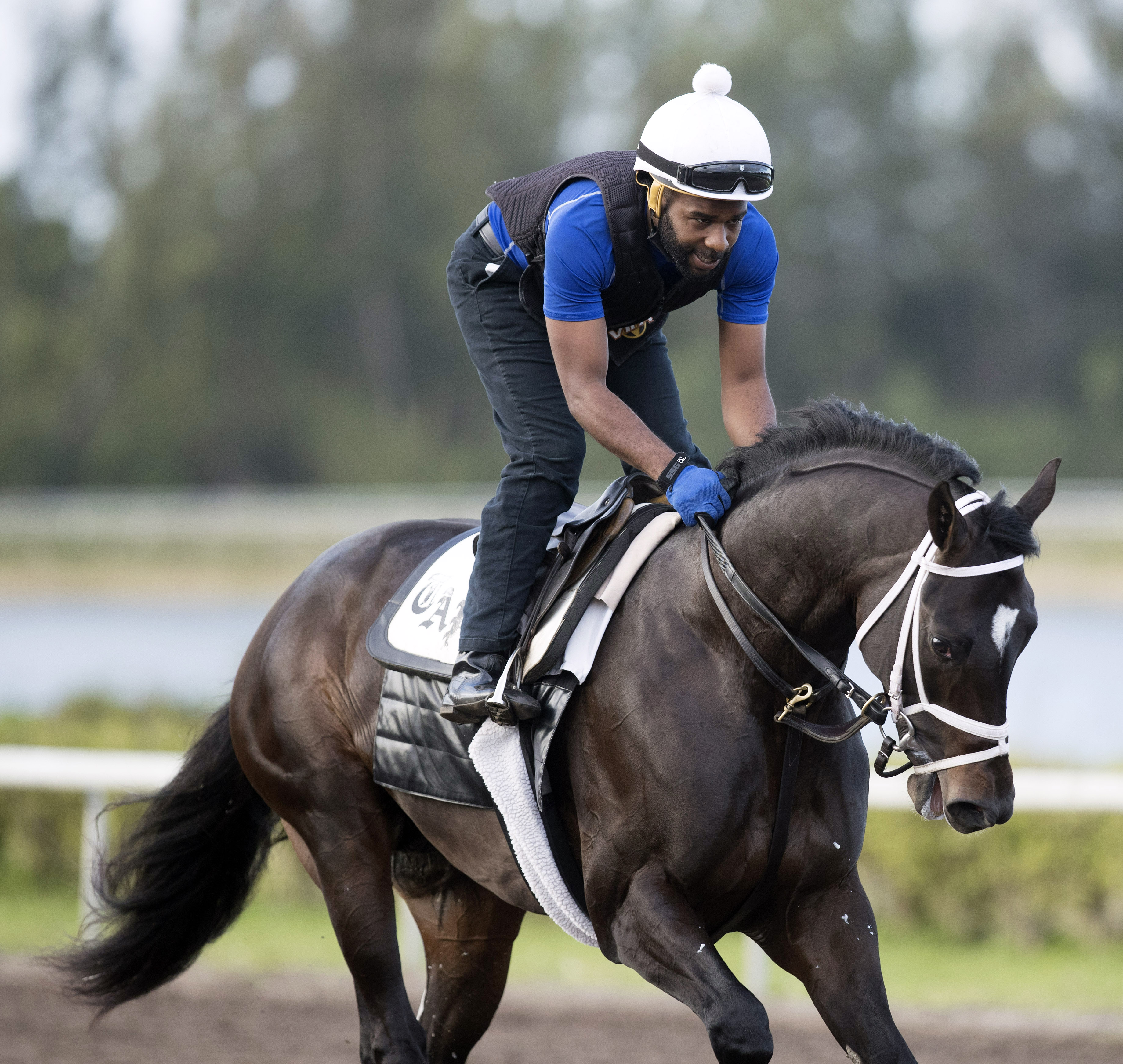 Always Dreaming at Palm Beach Downs on Feb. 4