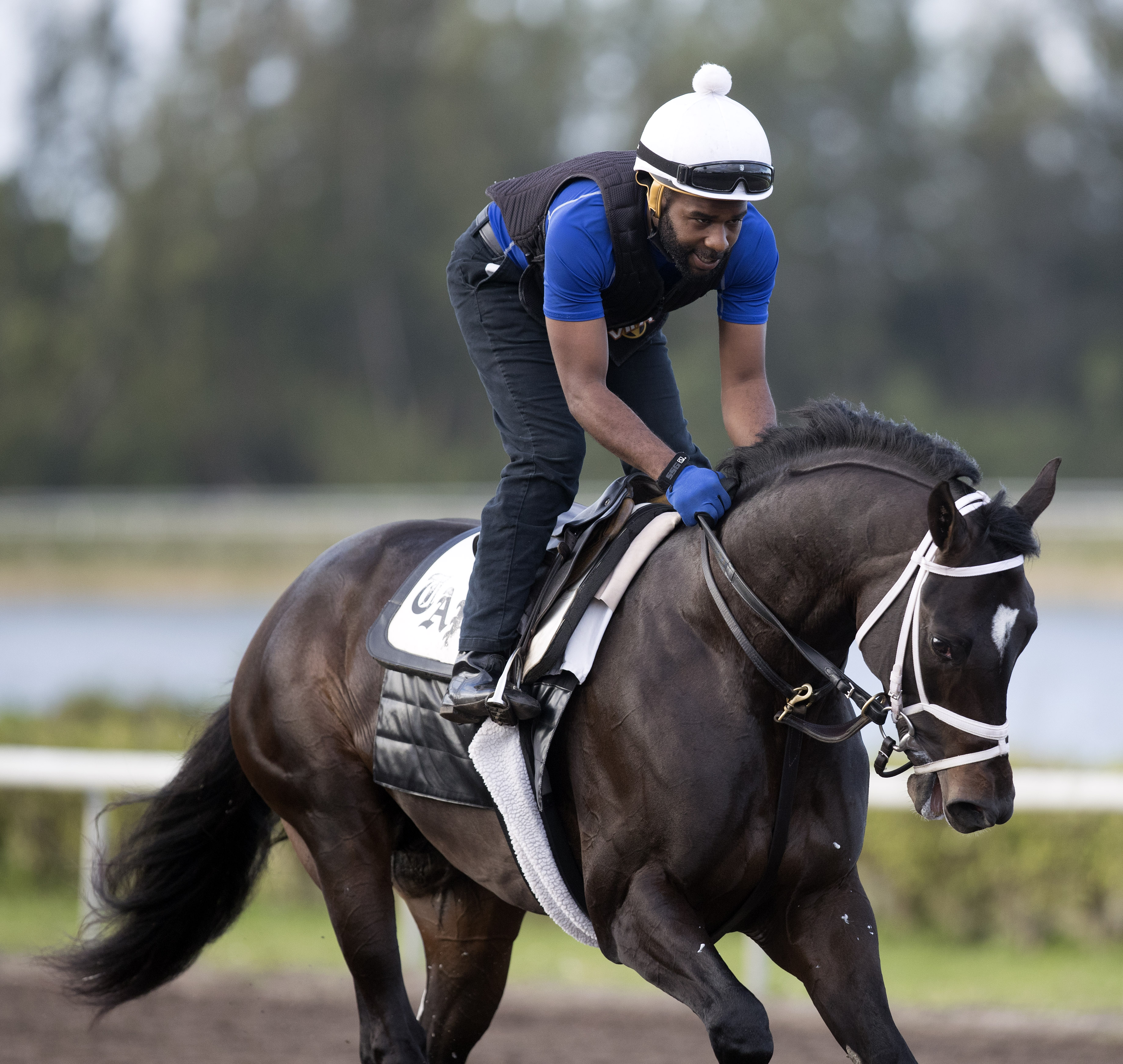 Always Dreaming at Palm Beach Downs on Feb. 4