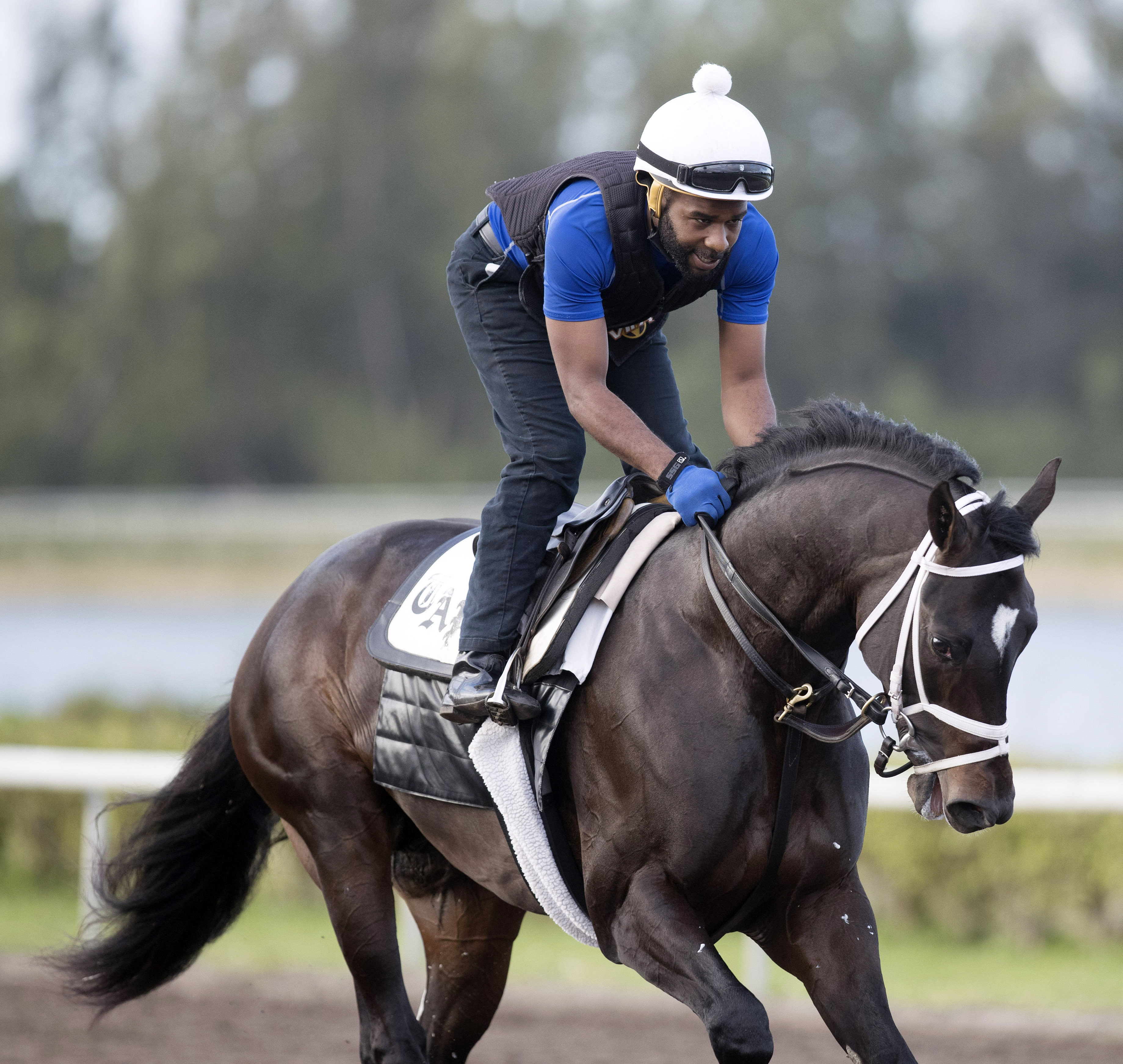 Always Dreaming at Palm Beach Downs on Feb. 4