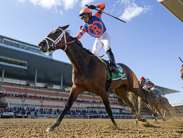 Always Shopping wins the 2019 Gazelle