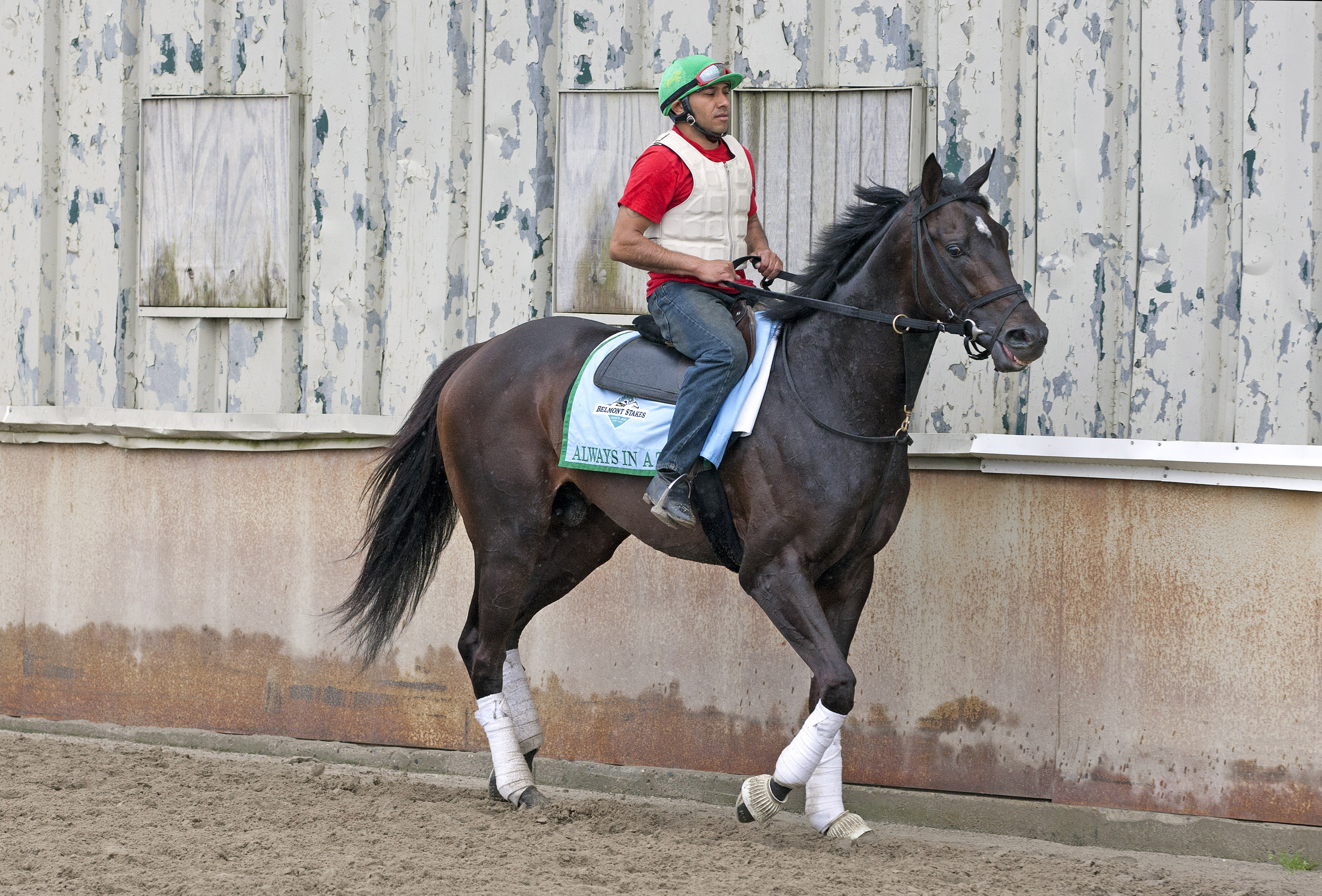 Always in a Tiz, Belmont Park