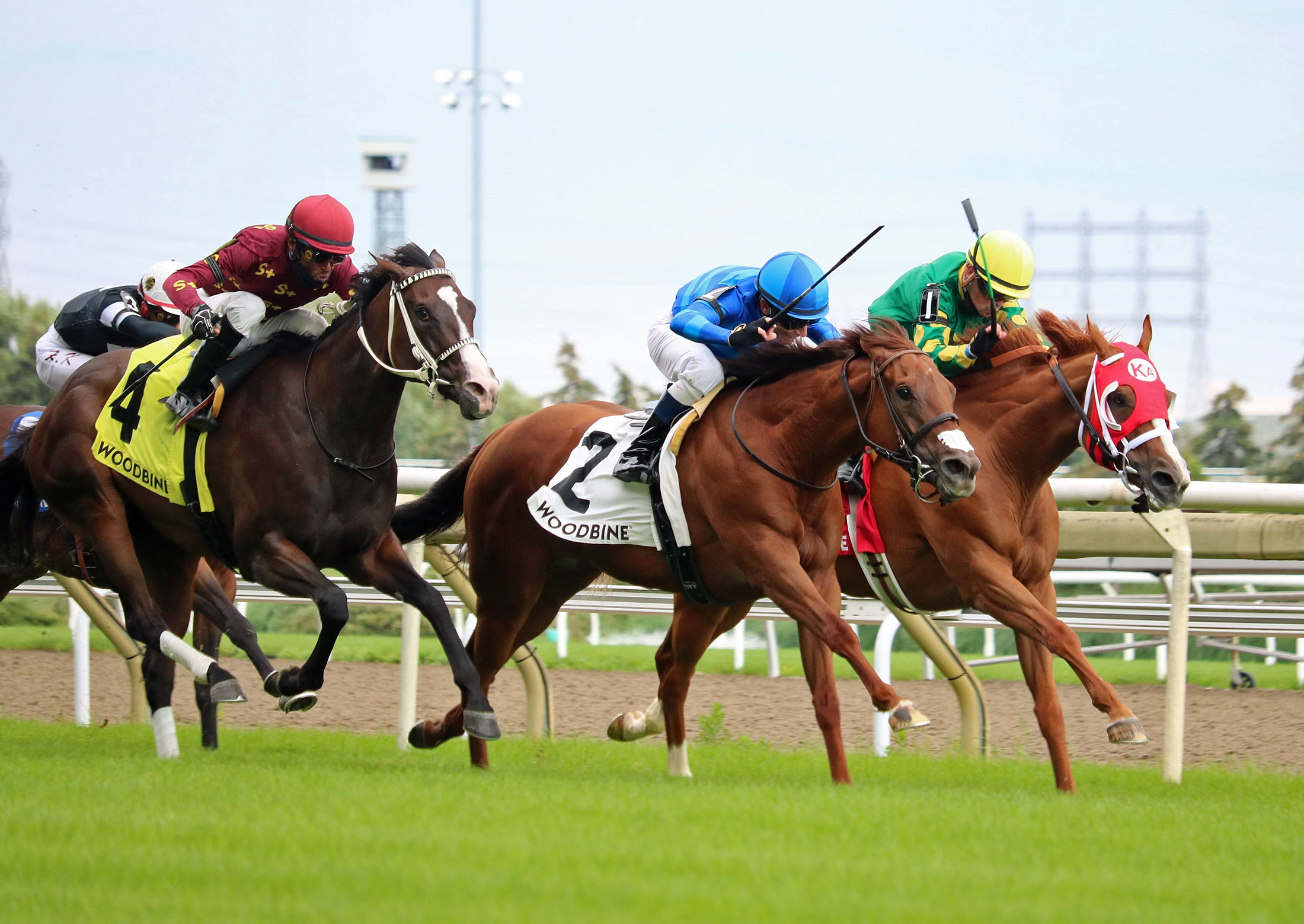 Amalfi Coast (far right) wins Royal North 8-1-2021