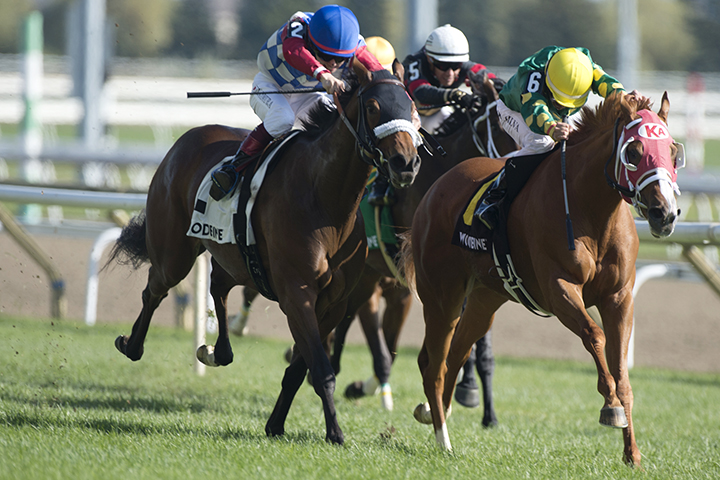 Amalfi Coast (right) wins the 2019 Carotene Stakes at Woodbine Racetrack