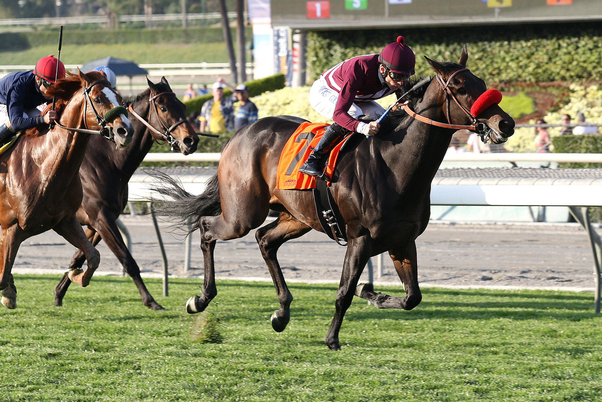 Ambitious Brew wins the Sensational Star