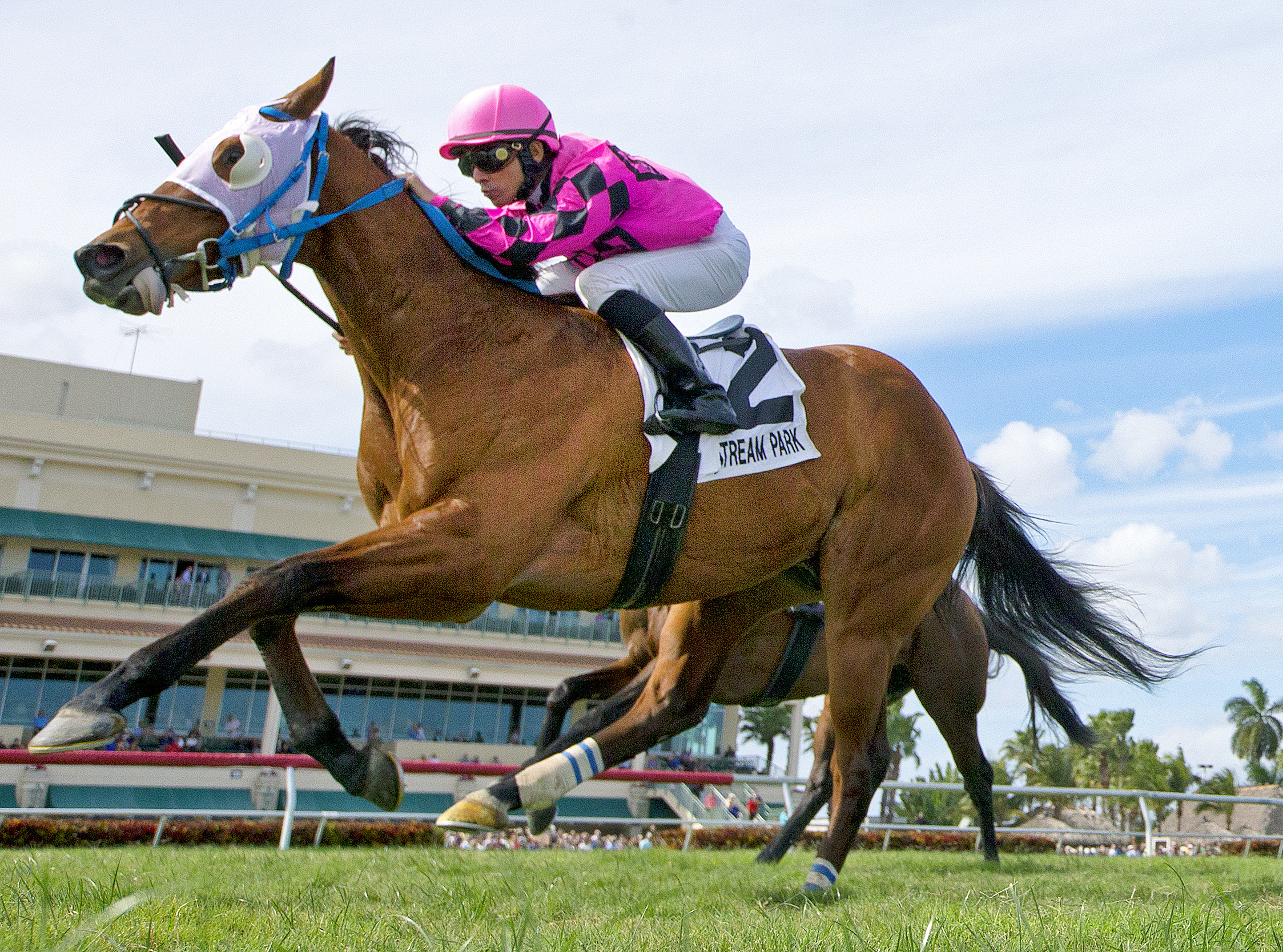 Amelia's Wild Ride wins the Gulfstream Park Turf Sprint Stakes
