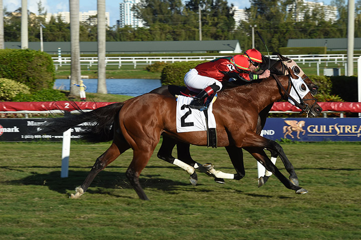 Amelia's Wild Ride (2) wins a Jan. 11, 2019, allowance race at Gulfstream Park