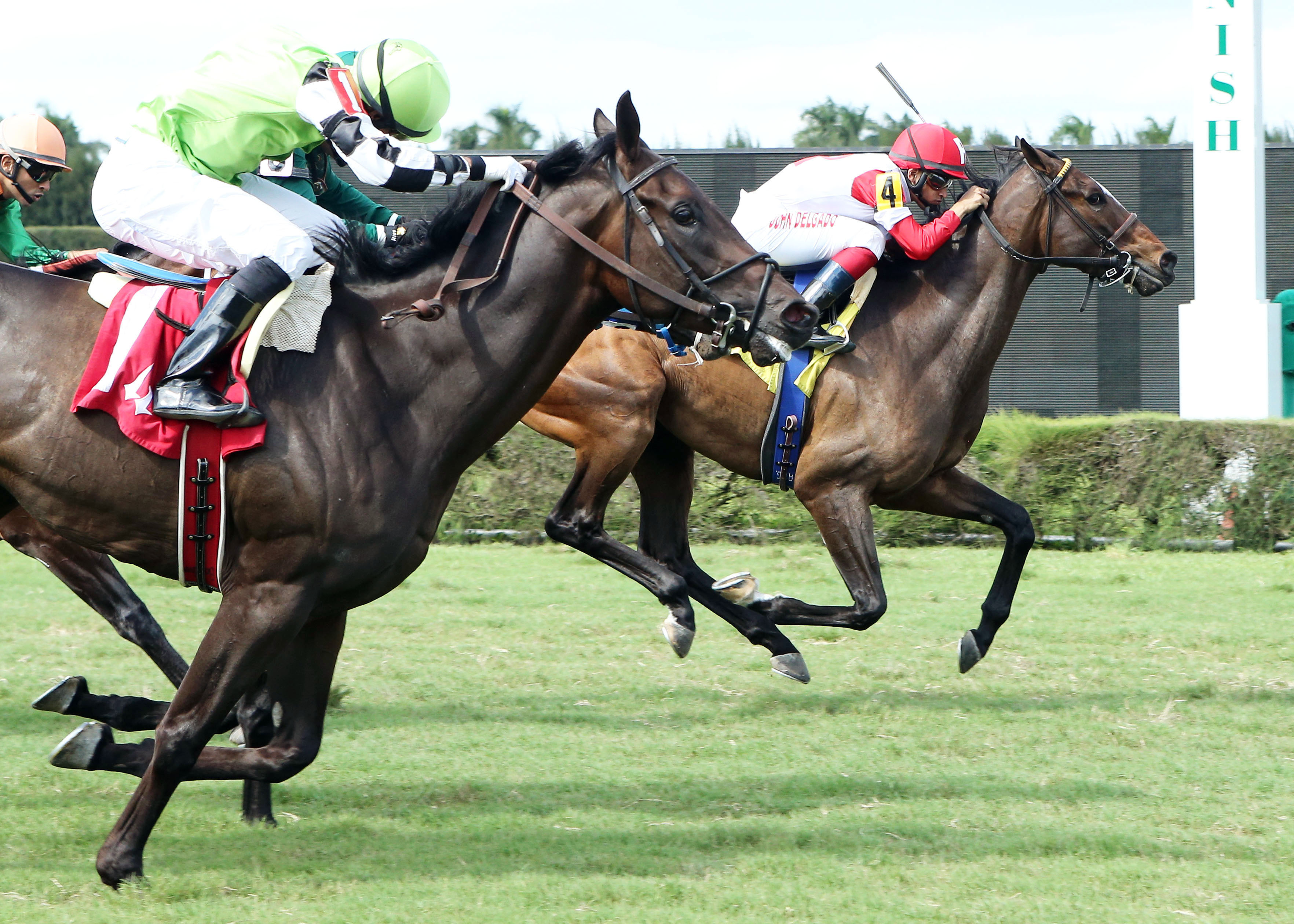 Midnight Cello finishes second to Amen Kitten in the Tropical Park Derby