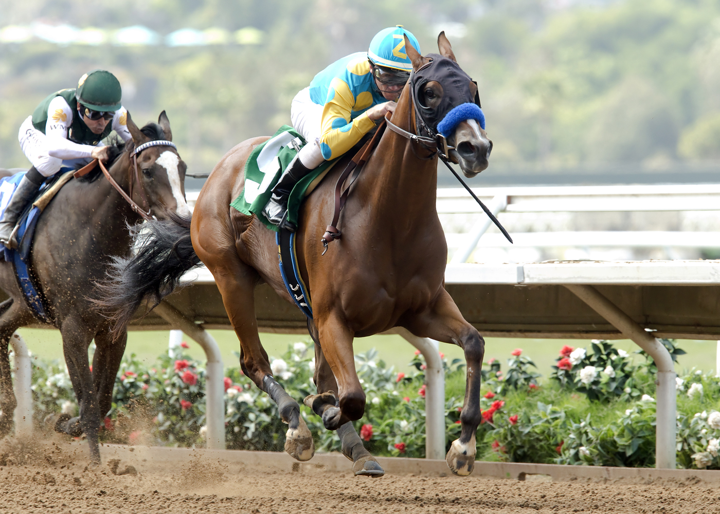 American Cleopatra wins her racing debut