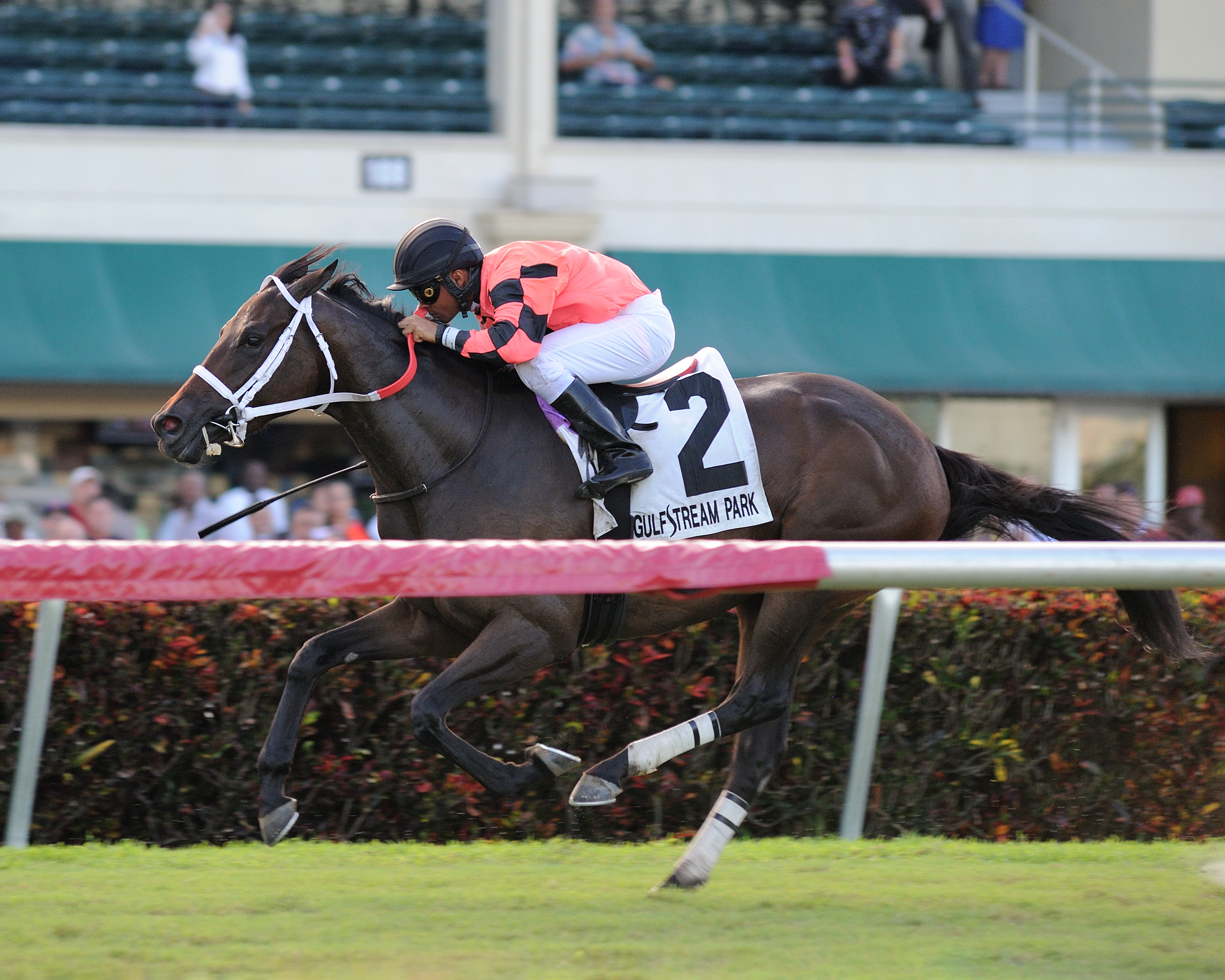 American Frolic wins 2018 Miss Gracie