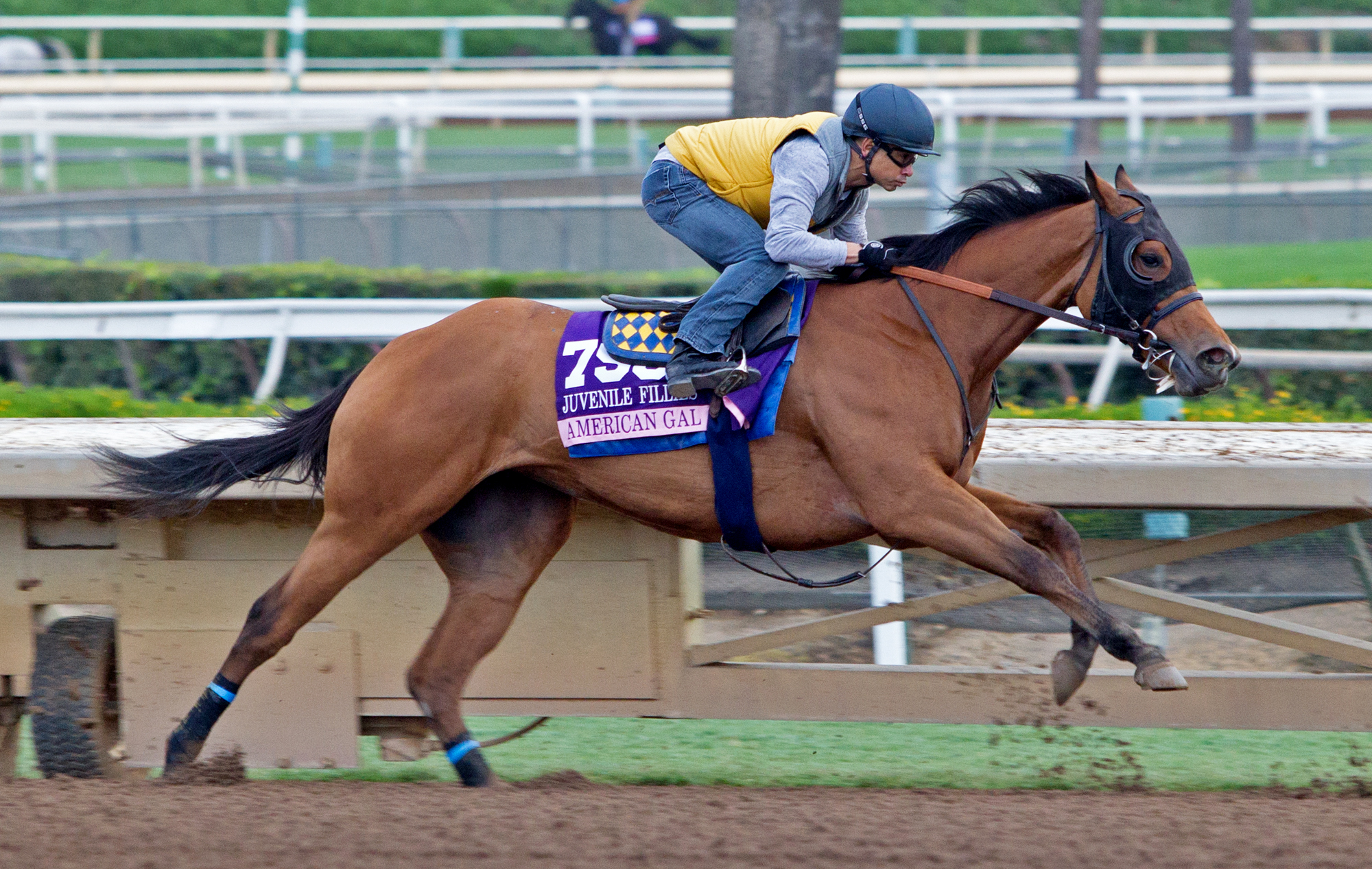 American Gal works at Santa Anita on Nov. 1