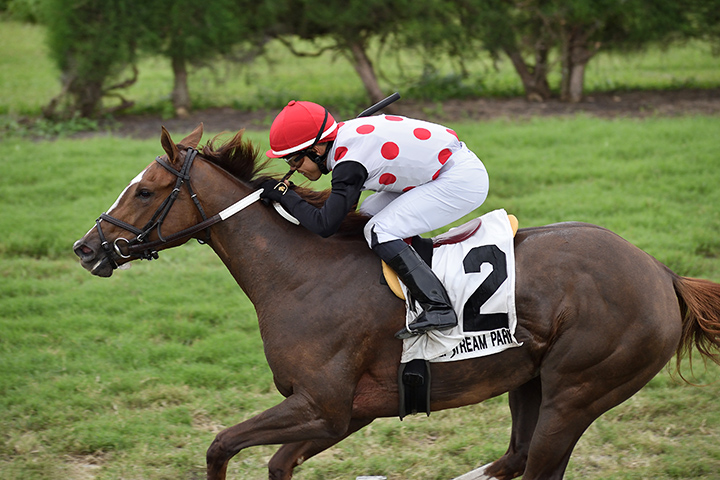 American Giant wins the 2019 Juvenile Fillies Turf at Gulfstream Park West