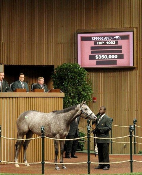 American Lady, Keeneland November sale 2012 fourth day sale topper at $350,000.